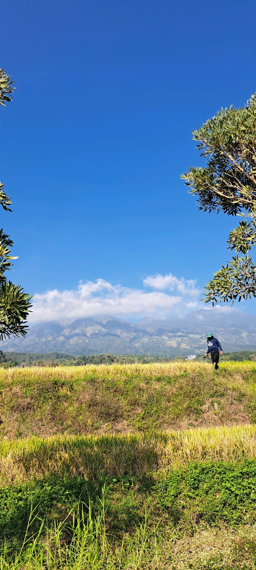 An outdoor, vertical, eye-level shot depicts a person walking through a field with mountains in the background. The sky is a clear, bright blue with some scattered white clouds. Two trees frame the image on the left and right sides, with their branches extending into the sky. The person, wearing a dark blue long-sleeved shirt, dark shorts, and a green hat, is walking away from the viewer towards the right, down a grassy slope. The field appears to be rice paddies, with a mix of green and golden-yellow stalks. The mountains in the background are covered in lush green vegetation and partially obscured by clouds. The location is identified as Ketanireng, Indonesia.