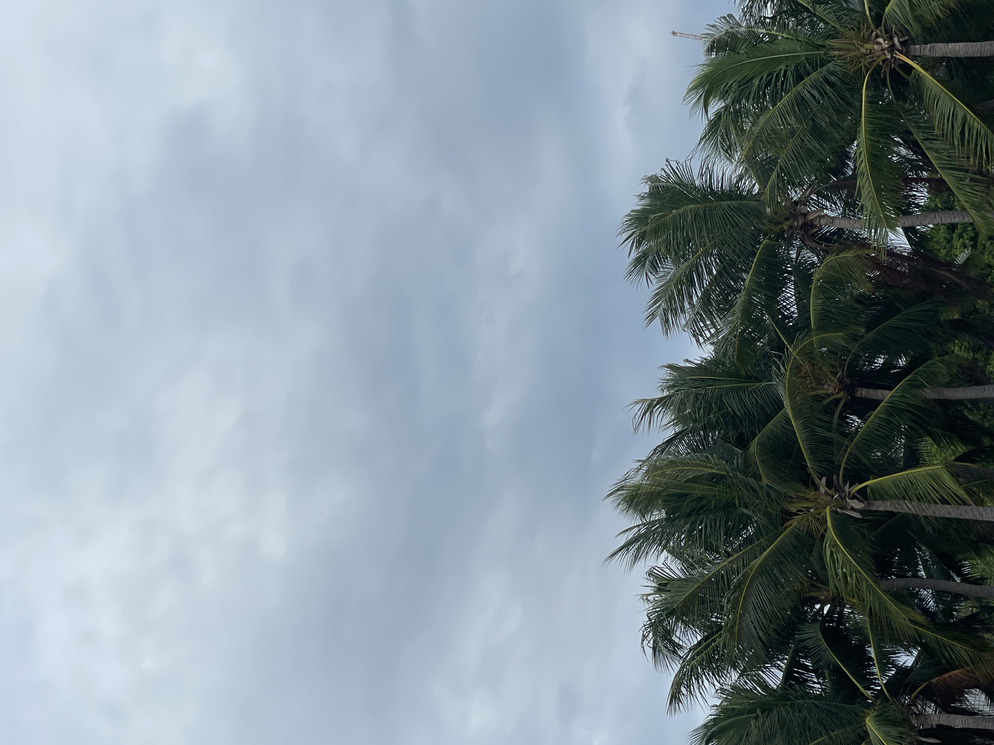 The image shows a line of tall palm trees against a cloudy sky. The leaves of the palm trees are dark green and appear to be swaying in the wind. The sky is overcast with a soft, diffused light. The scene suggests a tropical or subtropical climate. The location is identified as Pattaya City, Thailand.