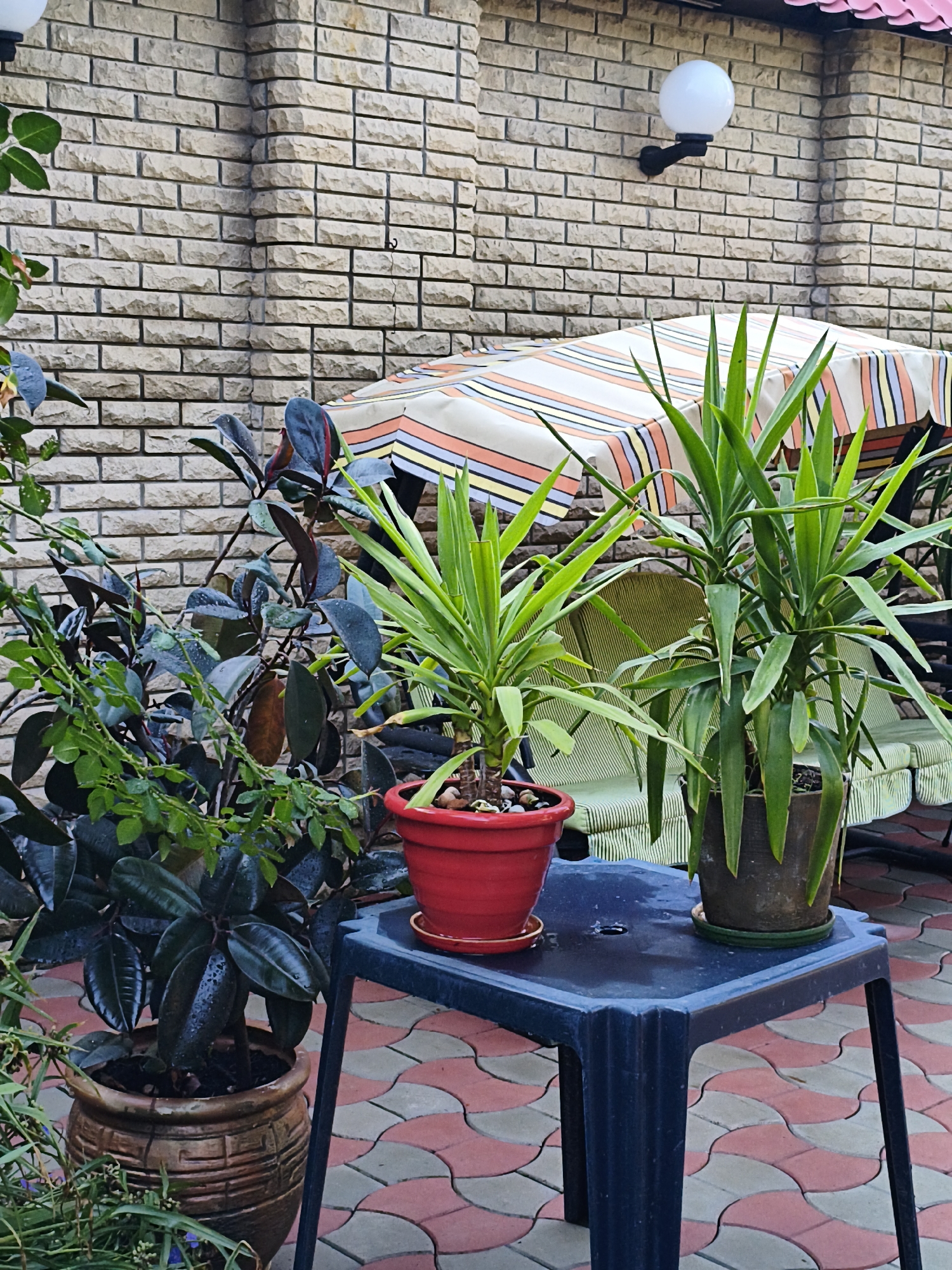 A light-colored brick wall forms the background of this outdoor scene, with a spherical light fixture mounted on the upper right portion. In the foreground, a patio area is paved with interlocking red and gray tiles. Several potted plants are arranged on a dark-colored table and on the ground. To the right of the table, two yucca plants in pots are visible, with one in a reddish-brown terracotta pot and another in a dark gray pot. To the left of the yucca plants, a dark-leaved plant in a textured brown pot is situated. The overall setting suggests a backyard or patio area.