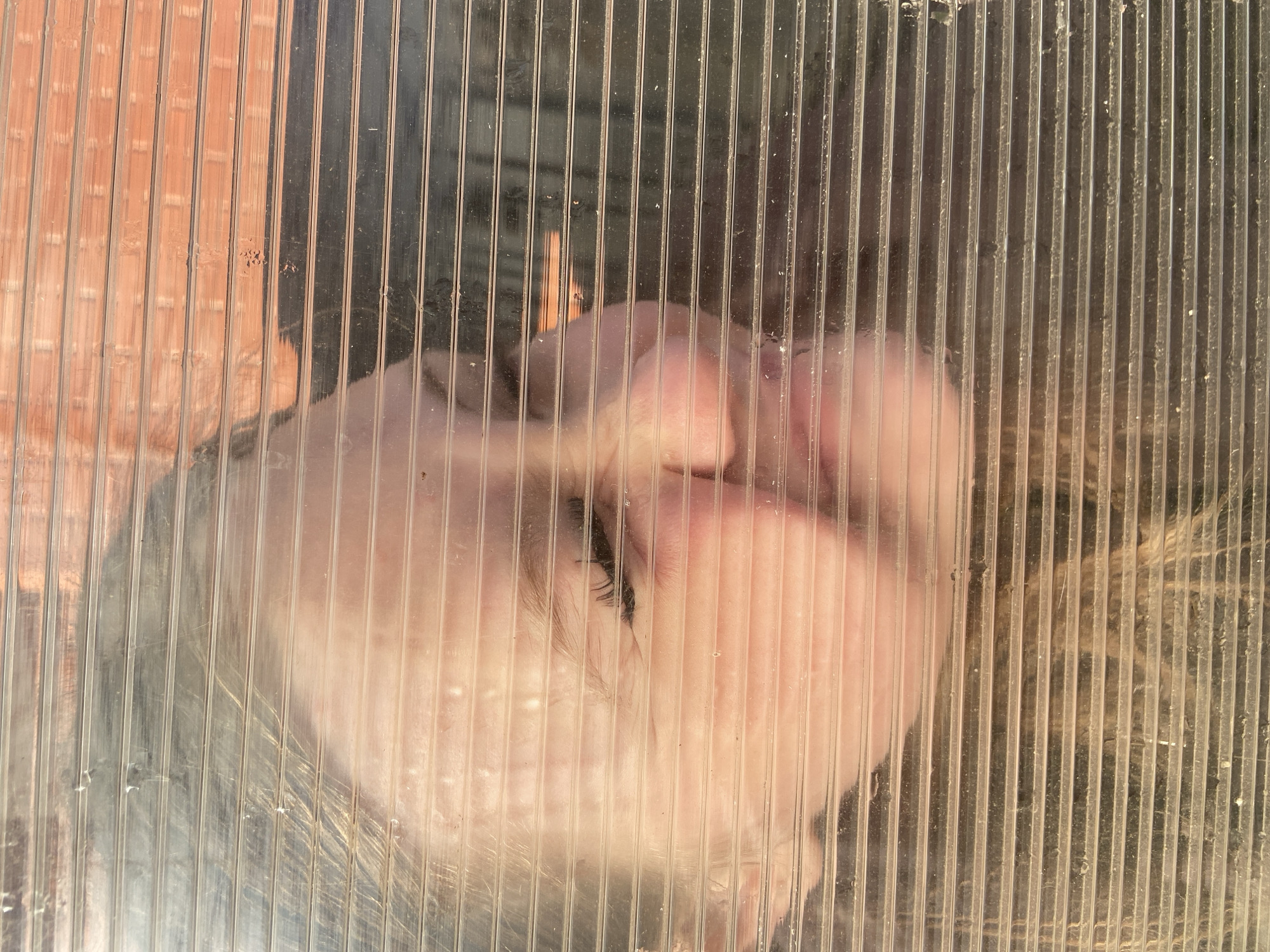 An image taken through a translucent, ribbed plastic barrier shows a face pressed against it. The face appears to be human, with visible eyelashes and blurred features. The area behind the barrier shows vertical lines of what may be a brick or other lined structure, and light reflecting off the plastic. The image is obscured due to the plastic barrier, but the subject is close enough to create a discernible imprint. The city of Chaikovsky, Russia, is not discernible from the image.