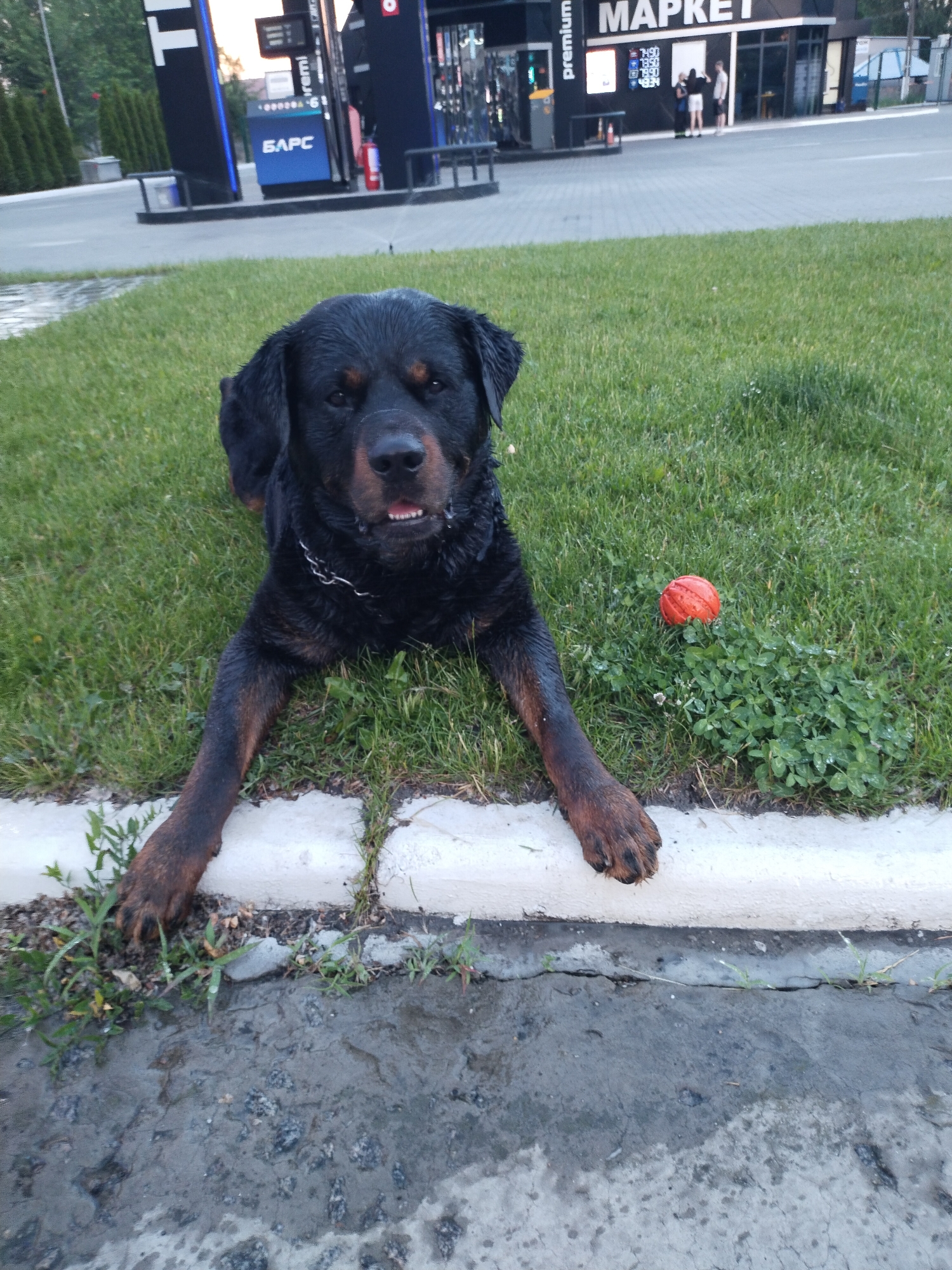The image shows a Rottweiler lying on a grassy area in front of a gas station in Horishni Plavni, Ukraine. The dog is looking towards the camera with its mouth slightly open. To the right of the dog, there is an orange ball. In the background, a gas station with pumps and a market is visible, with a few people standing outside the market. The ground in the foreground appears to be wet concrete or asphalt.