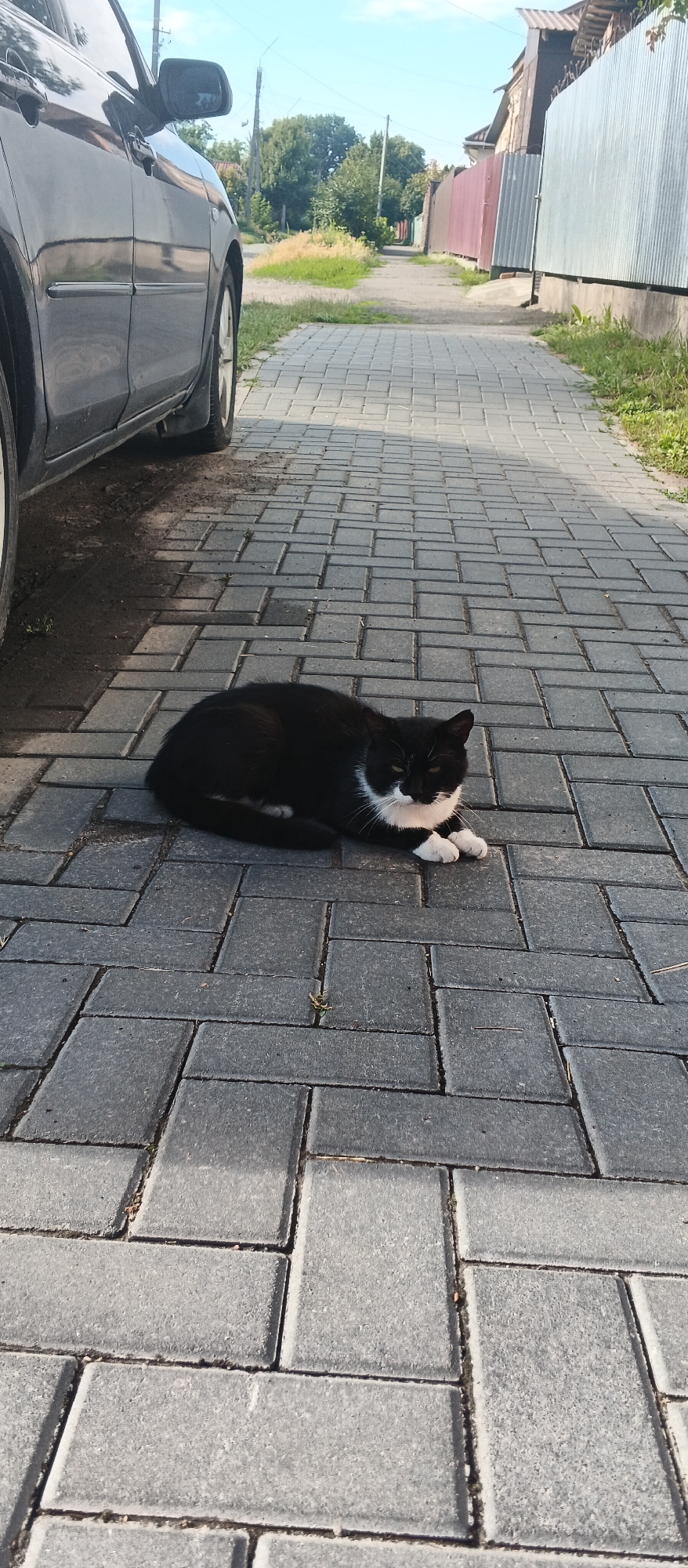 A black and white cat is resting on a grey paved walkway next to a dark-colored car. The cat is lying on its side, with its paws tucked in. The car is parked on the left side of the image, and its side is visible. The walkway is made of rectangular pavers arranged in a herringbone pattern. In the background, there is a fence and some greenery, suggesting an outdoor urban or suburban setting. The sky is blue with some clouds. The scene appears to be located in Smila, Ukraine.
