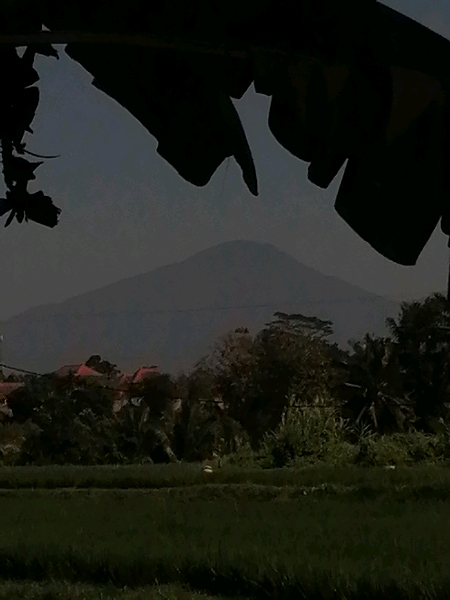 The image depicts a silhouetted view of a mountain in the distance, likely Mount Batur, a prominent volcano in Bali, Indonesia, with the district of Ubud being a general reference for the region. In the foreground, dark, broad leaves of a plant obscure the top portion of the frame, casting shadows. Below the mountain, a cluster of buildings with reddish-brown roofs is visible, nestled amongst dense foliage of trees and palm-like plants. The middle ground is occupied by a rice paddy, its dark green stalks appearing lush. The overall lighting suggests it is either early morning or late evening, with a subdued, twilight atmosphere. There are no people or animals clearly discernible in the image. The scene captures a natural landscape with hints of human habitation, characteristic of rural Bali.