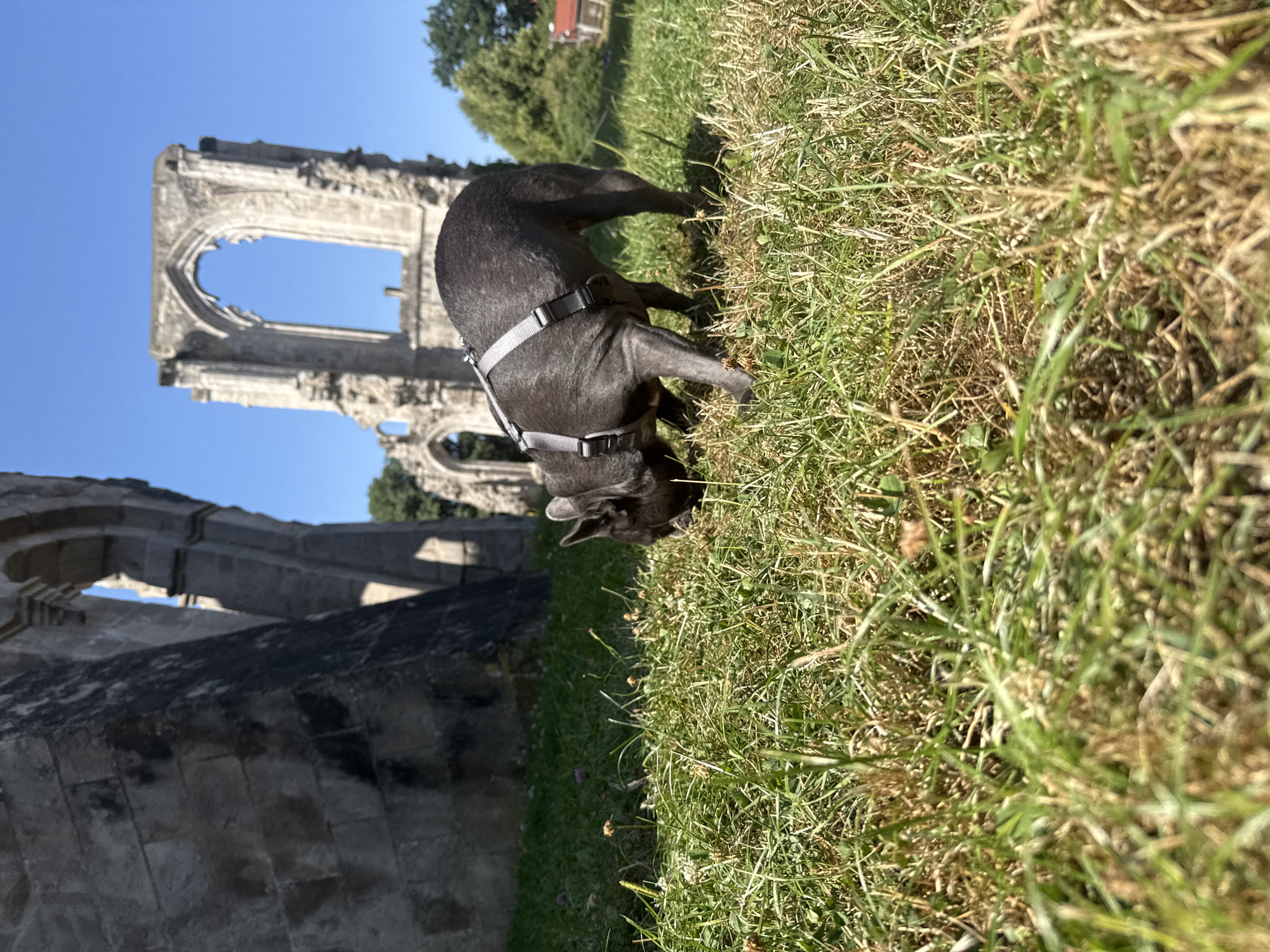 A French bulldog, wearing a grey harness, is sniffing the grass in front of a ruined stone building under a clear blue sky. The building appears to be a historical site, possibly an abbey or church, with arched windows and crumbling stone walls. The foreground is dominated by lush green grass with some patches of dry, yellowed blades and small wildflowers. In the background, trees are visible, and a small red-roofed building can be seen to the right. The image was captured in Walkenried, Germany, at the site of the former Walkenried Abbey.
