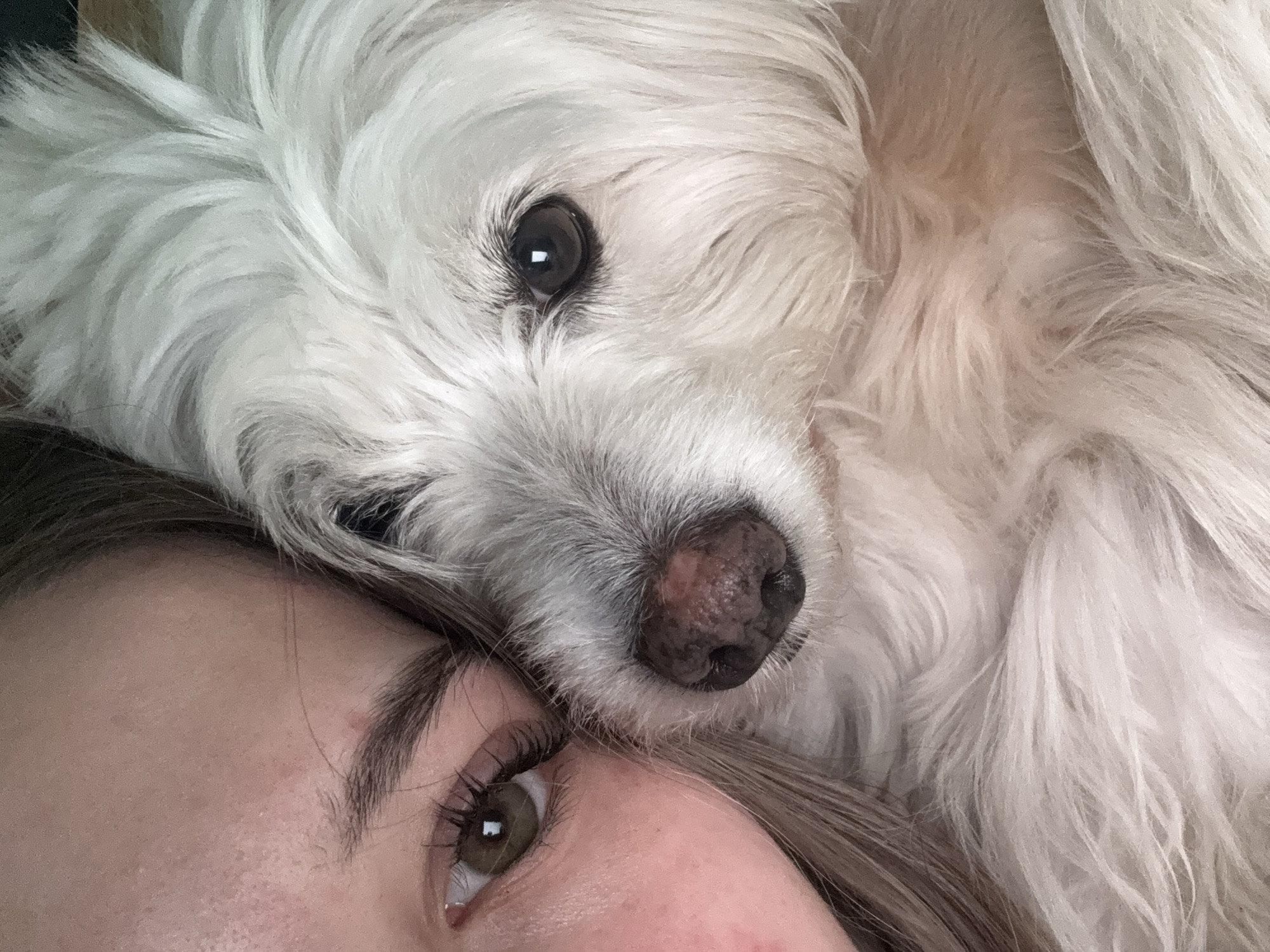 A close-up shot depicts a person with light skin and brown hair lying down, with a white, long-haired dog resting its head on the person's forehead. The person's left eye is visible, showing brown irises and long eyelashes. The dog's face is in focus, exhibiting dark eyes and a pink nose. The background is blurred. The scene doesn't appear to be set in any specific location and could be indoors. There is no indication that the image was taken in the city of Noviy, Russia.