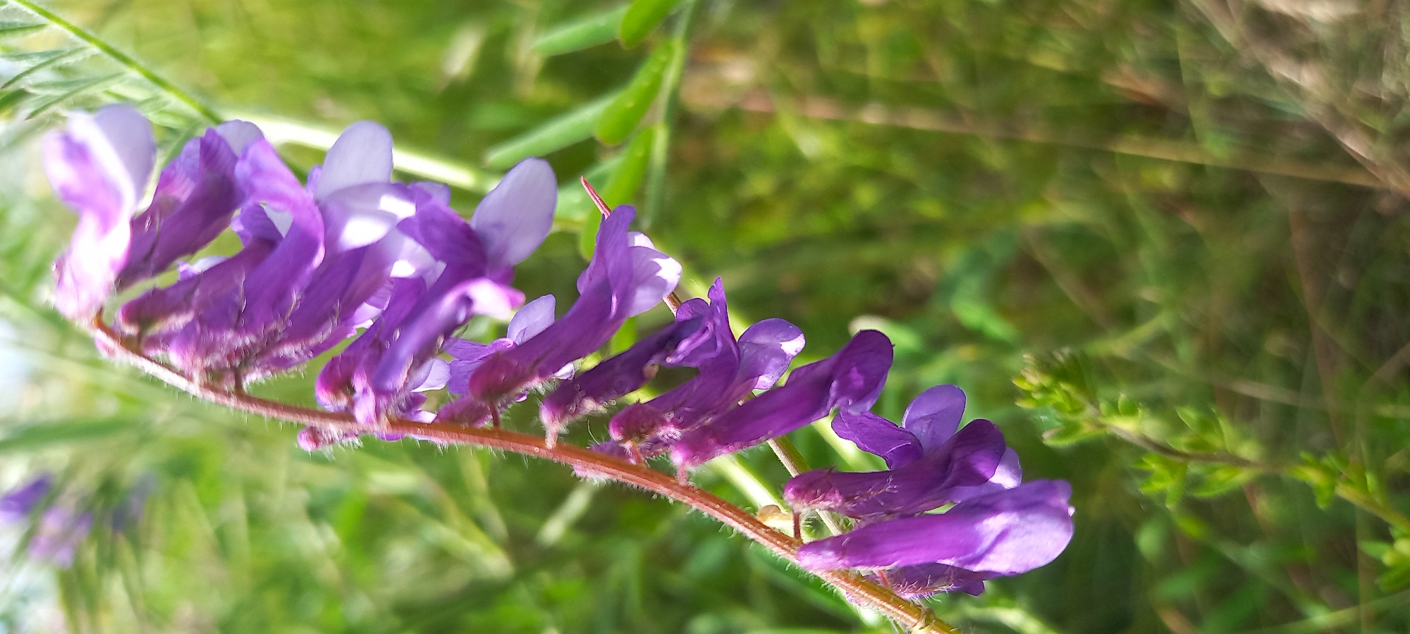 This close-up photograph features a cluster of vibrant purple flowers on a single stem, set against a softly blurred green background. The flowers are arranged in an elongated inflorescence, possibly a raceme, with individual blossoms showing delicate variations in shade from lavender to deeper violet. Each flower has a distinct keel and standard petal shape, characteristic of plants in the legume family.
The stem supporting the flowers is visible in sharp detail, appearing reddish-brown and covered in fine, short hairs, adding texture to the foreground. The flowers themselves catch the light, highlighting their smooth, slightly translucent petals.
The background consists of out-of-focus green foliage, creating a natural and verdant setting that emphasizes the subject. The bright, natural lighting suggests it is daytime, likely a sunny morning or afternoon, casting gentle highlights on the petals and stem. There are no people or specific activities depicted, the image is a still life of a plant.
No text is visible in the image. The scene conveys a sense of natural beauty and tranquility, typical of a botanical close-up. Based on the provided context, the image was captured in Kryvyi Rih, Ukraine.