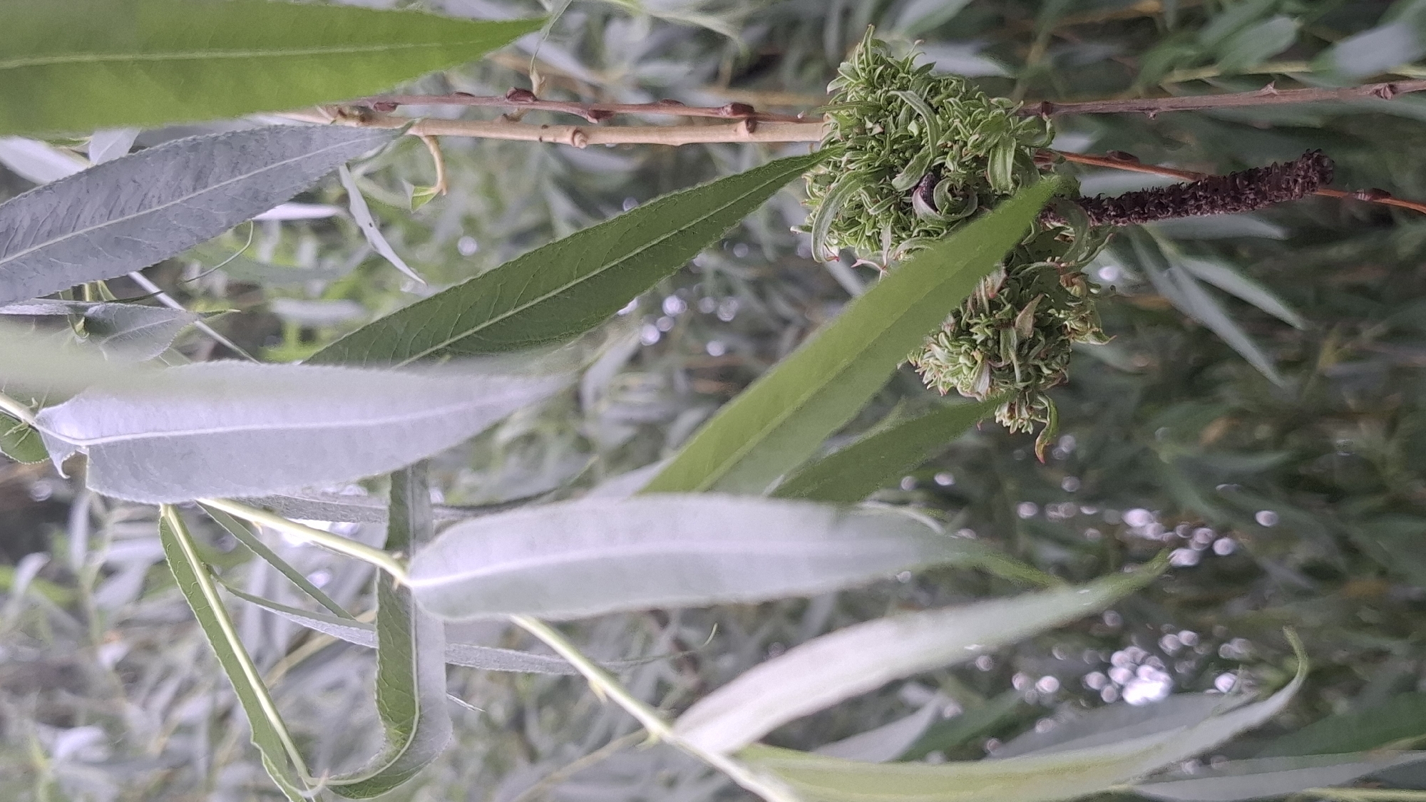 The image presents a close-up, forensically detailed view of a plant branch, specified as being located in the city of Novaya Vasil'evka, Russia. The primary subject is a series of elongated, lanceolate leaves, predominantly displaying a pale, almost silvery-green underside, while some exhibit a darker green upper surface. These leaves are attached to slender, light green stems. In the lower right quadrant of the image, an abnormal botanical growth is clearly visible. This growth is a compact, rounded mass composed of densely packed, highly modified green plant tissue, resembling a pinecone structure; it is consistent with a plant gall, specifically a willow pinecone gall. Directly below this gall, a dark brown, elongated, cylindrical object with a rough texture hangs vertically from the same stem. Adjacent to the main stem with the gall, a thinner, reddish-brown stem with small, darker buds or nodes is visible. The background consists of heavily blurred green foliage with numerous circular bokeh effects, indicating diffused light and an outdoor, natural setting. No human figures or actions are depicted.