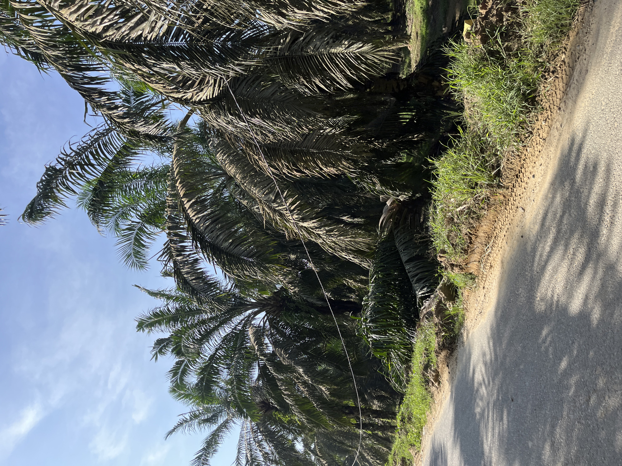 In Sukajadi, Indonesia, a paved road runs alongside a plantation of oil palm trees under a bright, partly cloudy sky. The palm trees, some with lush green fronds and others with dried, brown foliage, are arranged in rows. The road is bordered by a dirt embankment covered with green grass and fallen palm fronds. Sunlight casts dappled shadows of the palm fronds onto the road's surface. A thin, white wire or string stretches horizontally across the plantation, just above the grass line, in front of several trees. No people are present in the image.
