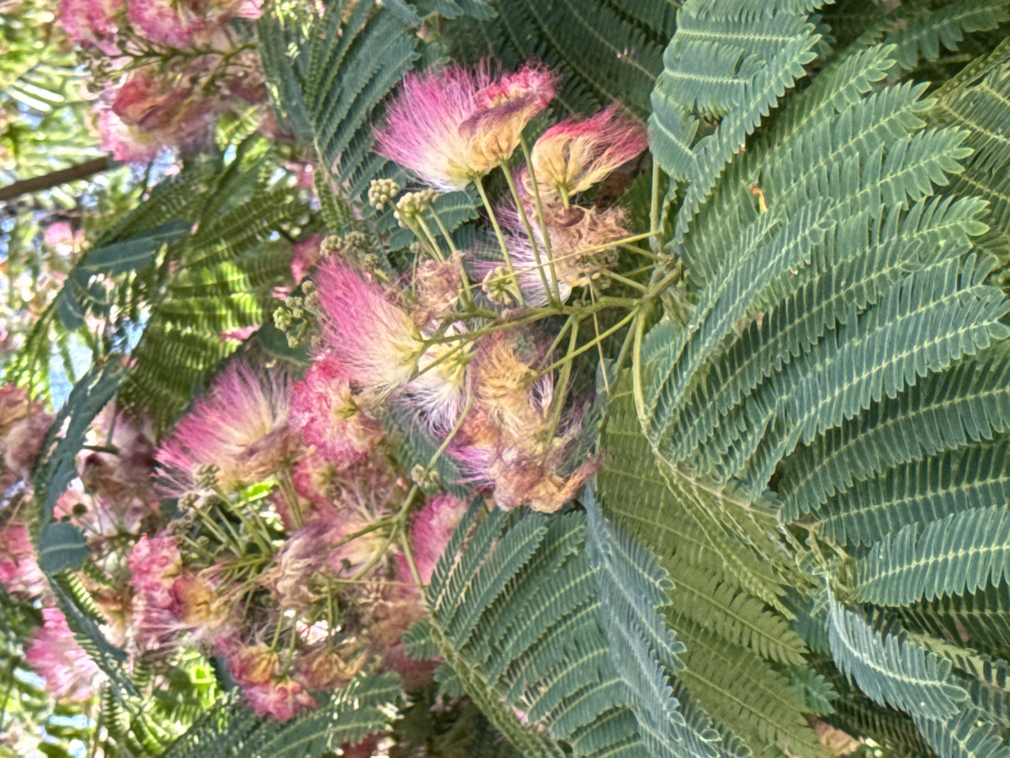 The image shows a close-up view of blooming Mimosa trees, also known as Persian silk trees, with their characteristic fluffy pink flowers and delicate, fern-like leaves. The branches and foliage fill the frame, with the vibrant pink of the blossoms standing out against the lush green of the leaves. The lighting suggests it is daytime, with sunlight filtering through the canopy, creating dappled light and shadow effects. There are no people or man-made structures visible in the image. The specific location in Budva, Montenegro, cannot be determined from the image alone.