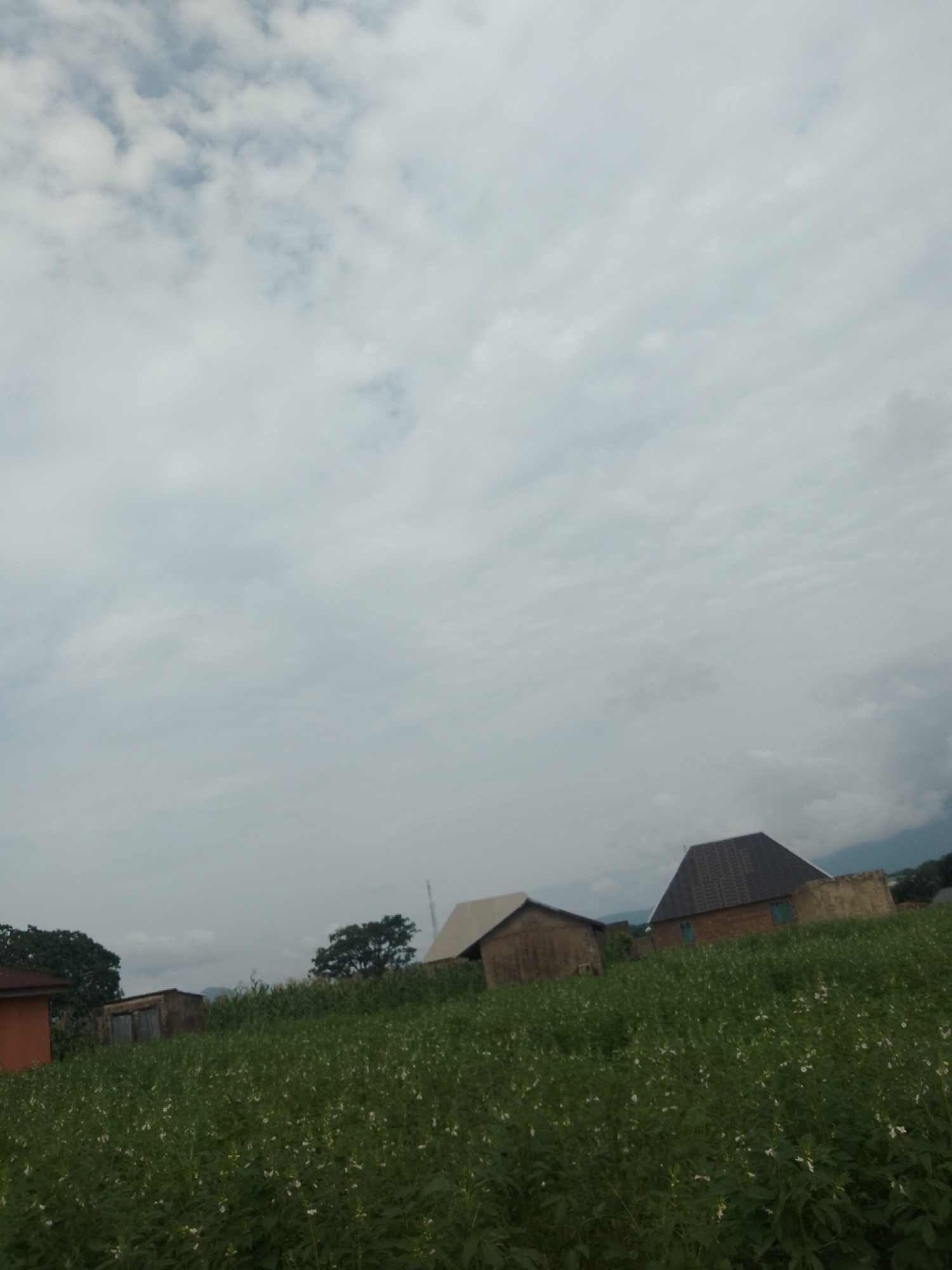 A medium-wide shot captures a cloudy sky over a rural landscape in Serti, Nigeria. In the foreground, a field of lush green plants dotted with small white flowers stretches towards the horizon. Several structures are visible in the mid-ground. To the left, a partially visible orange building stands. Next to it, a small, weathered building with a corrugated metal roof and walls appears to be a shed. Further to the right, two more buildings are situated. One is a light-colored house with a sloping roof, and the other is a larger brick house with a dark, pitched roof. Trees, some with dark green foliage, are interspersed between the buildings. In the background, a hint of mountains or hills can be seen under the overcast sky. The overall scene suggests a peaceful, agricultural setting.