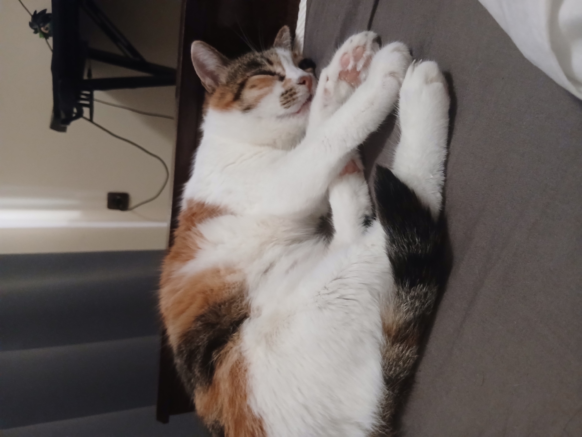 A calico cat is sleeping curled up on a gray surface, likely a bed. The cat has patches of white, orange, and black fur. Its eyes are closed, and its paws are tucked underneath its body. The background is blurred but appears to be an indoor setting with some furniture and a wall. There is no visible indication of the location being Merichleri, Bulgaria.