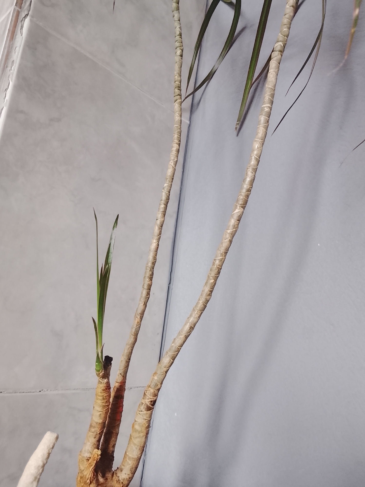 A close-up, overhead shot shows the lower portion of a potted plant with thick, fibrous stems against a light gray, tiled wall. The plant has at least three main stems, two of which are prominently visible, wrapped with light brown twine. One stem has a new, bright green leaf emerging from its tip. The background wall exhibits a subtle marble pattern, with visible grout lines. The overall lighting is dim and diffused, casting soft shadows. The image appears to be an indoor setting, likely a home or office, in Almaty, Kazakhstan.