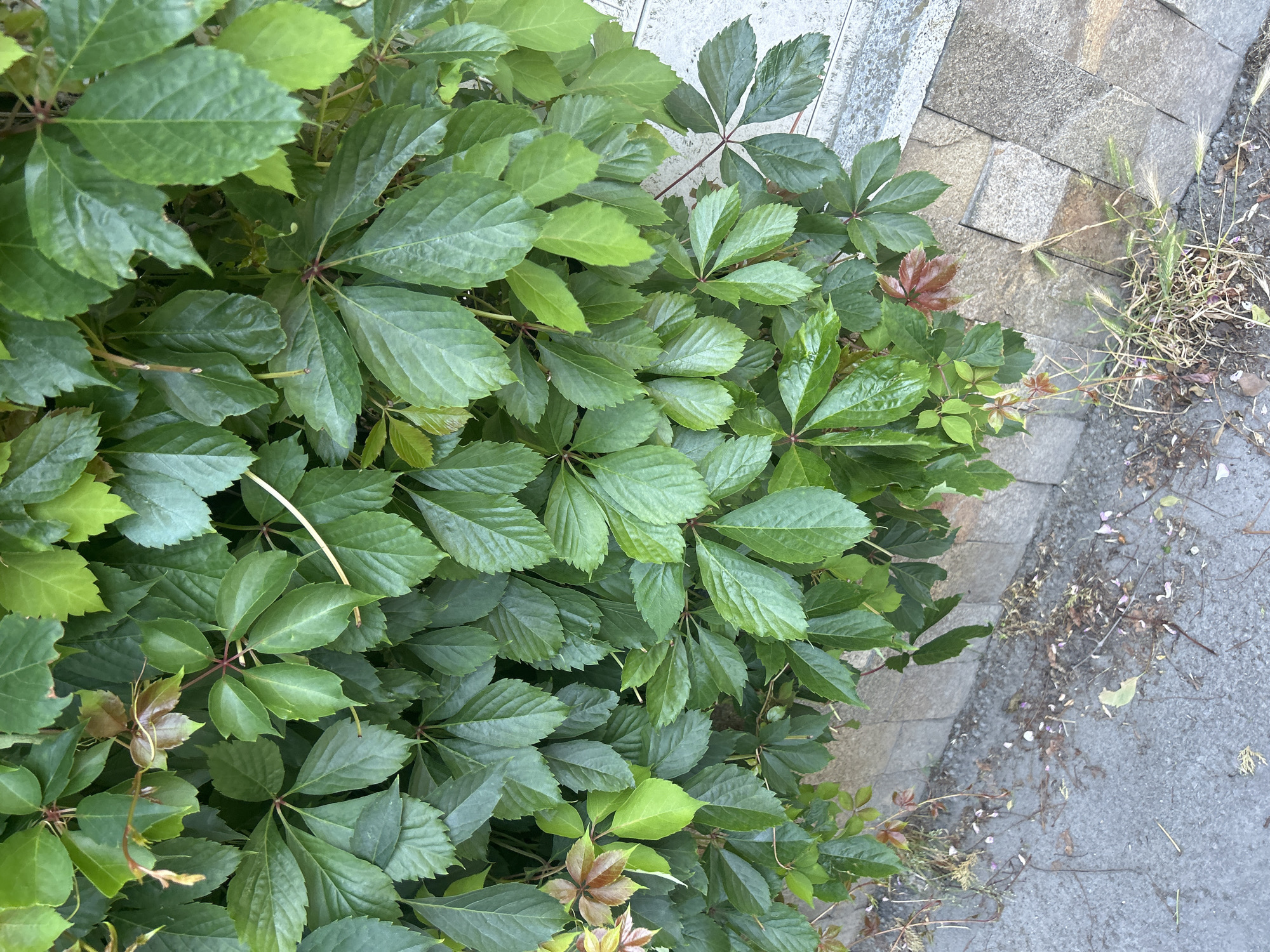 This media file is an image of lush green Virginia creeper vines growing along a paved sidewalk and a stone border. The scene is outdoors, likely in a garden or urban setting. The Virginia creeper has five-leaflet leaves that are deep green, with some newer growth appearing lighter green and a few reddish-brown leaves mixed in, suggesting a transition in seasons or a variety of growth stages. The vines are dense and appear healthy.
To the right of the vines, the ground is a mix of grey asphalt and stone pavers. Scattered on the ground are some dry leaves, twigs, and small pink petals, indicating a natural outdoor environment. The lighting suggests it is daytime, with no strong shadows indicating a specific time of day, but it is not overtly bright. The overall mood is natural and slightly wild, with the vibrant green of the plants contrasting with the muted tones of the stone and pavement. There is no visible text in the image. The setting is consistent with a public space or a well-maintained garden area, possibly in Varna, Bulgaria, given the provided context.