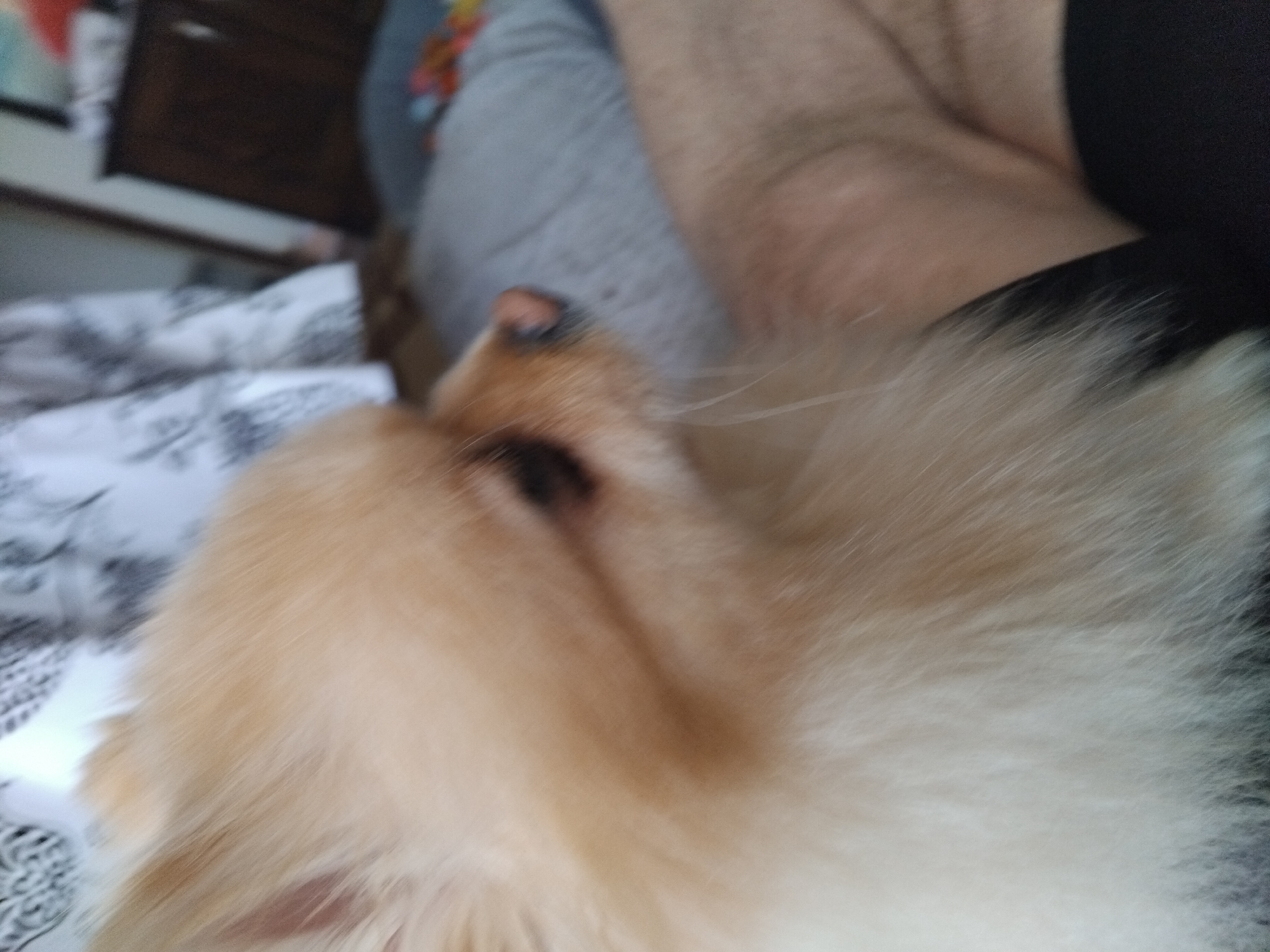 The image depicts a close-up, motion-blurred view of a Pomeranian dog's head and upper body. The dog is light tan with fluffy fur. Its eye is visible, and its nose appears dark pink. The dog is positioned on a surface that could be a person's lap, as indicated by the presence of skin and dark fabric in the lower right portion of the image. In the background, a patterned fabric, possibly a tablecloth or curtain, is visible, along with a dark wooden piece of furniture that resembles a dresser or cabinet. The overall environment suggests an indoor setting. There is no specific indication of the city of Apriltsi, Bulgaria, within the image content.