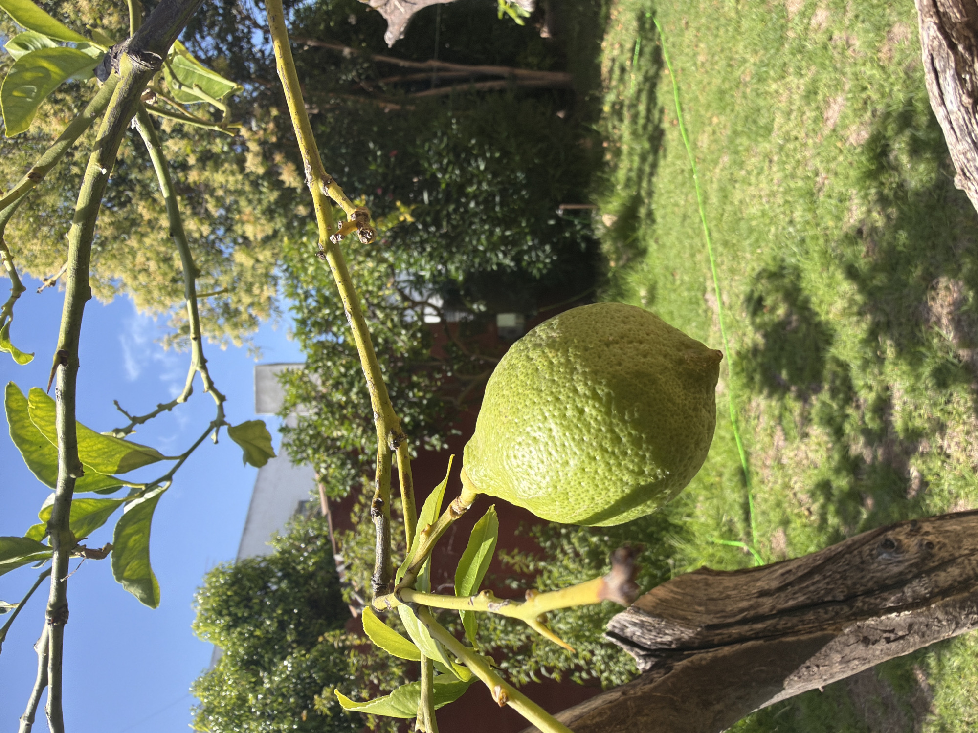 A close-up, low-angle shot captures a single, green lemon hanging from a branch of a tree. The lemon is textured and slightly bumpy, with a rough skin. It is positioned in the center-right of the frame, with a blurred background of green foliage, a white building, and a clear blue sky. A thick, dark, textured tree trunk is visible in the lower left corner of the image. The sunlight casts shadows on the grassy ground, which is partially visible in the lower half of the image. A bright green garden hose is draped across the grass in the mid-ground. The scene appears to be an outdoor setting, likely a backyard or garden.