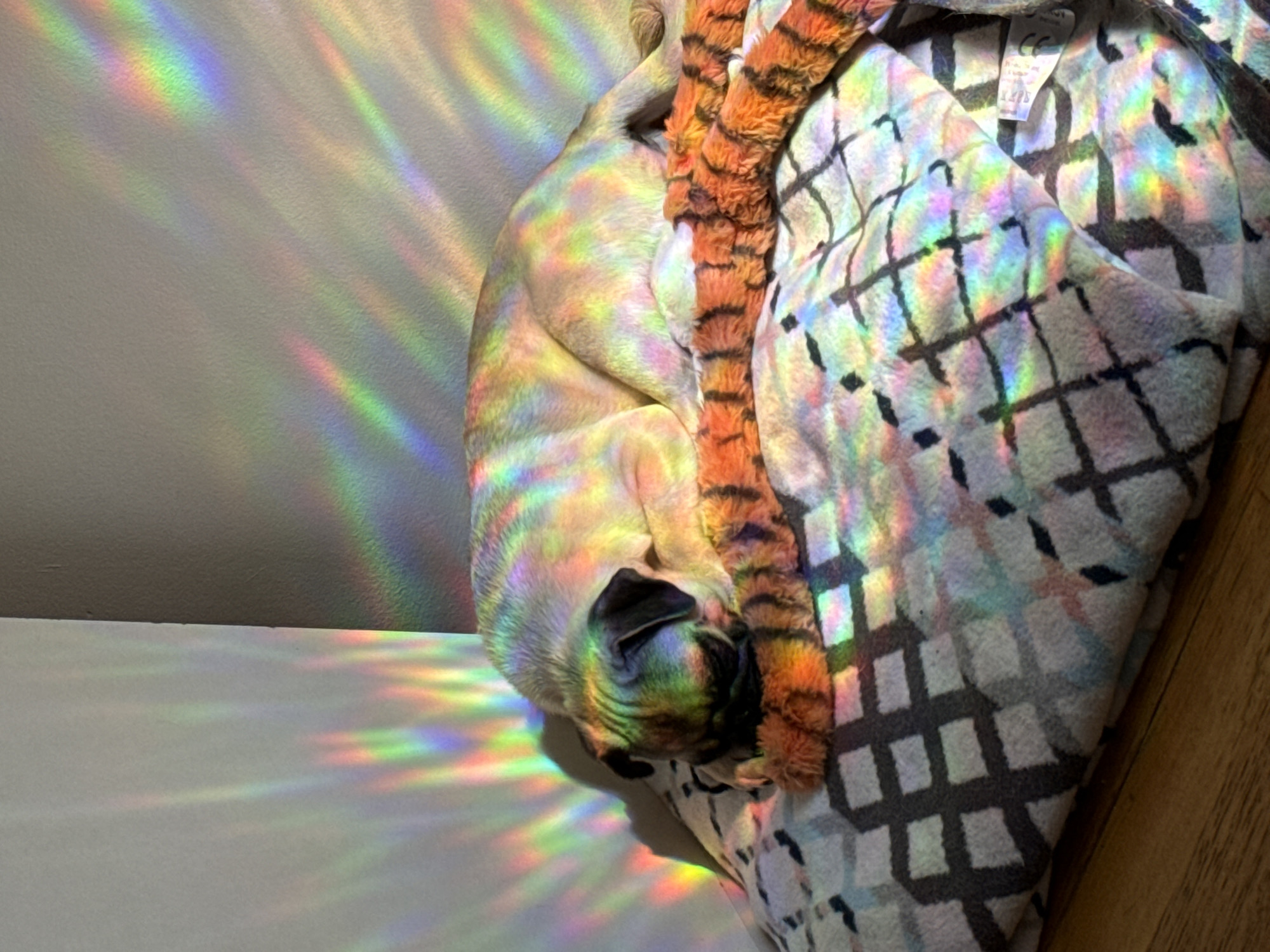 A pug dog sleeps on a patterned blanket in front of a wall. Light refracts through a prism or window, casting colorful rainbow patterns across the dog, blanket, and wall. The dog is curled up, resting its head on an orange and black striped plush toy, possibly a tiger tail. The scene is illuminated by natural light.