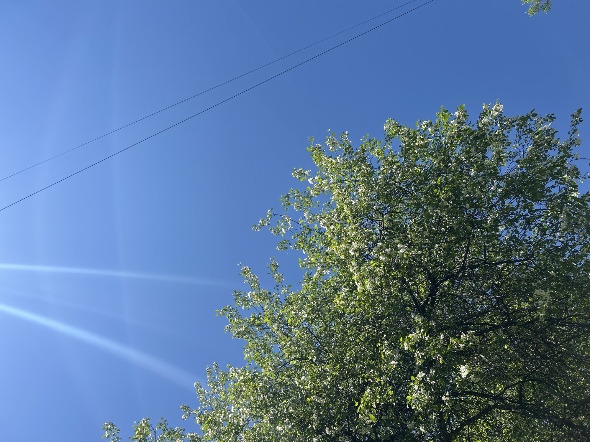The image presents an upward view of a vibrant natural scene, dominated by a tree in full bloom against a clear blue sky. The tree, filling the right and bottom sections of the frame, features abundant green foliage interspersed with numerous small white blossoms, suggesting it is spring or early summer.
The sky is a bright, cloudless blue, indicating clear weather. Sunlight streams from the upper-left corner, creating distinct lens flares or sunbeams that radiate across the sky. Two thin, dark lines, likely utility wires (such as power or telephone lines), stretch diagonally across the upper-left and central portions of the sky.
No people or specific activities are visible in the photograph. The setting is outdoors, likely in an area with both natural vegetation and some human infrastructure, given the presence of the wires. The time of day appears to be bright daytime, under sunny conditions. There is no visible text.