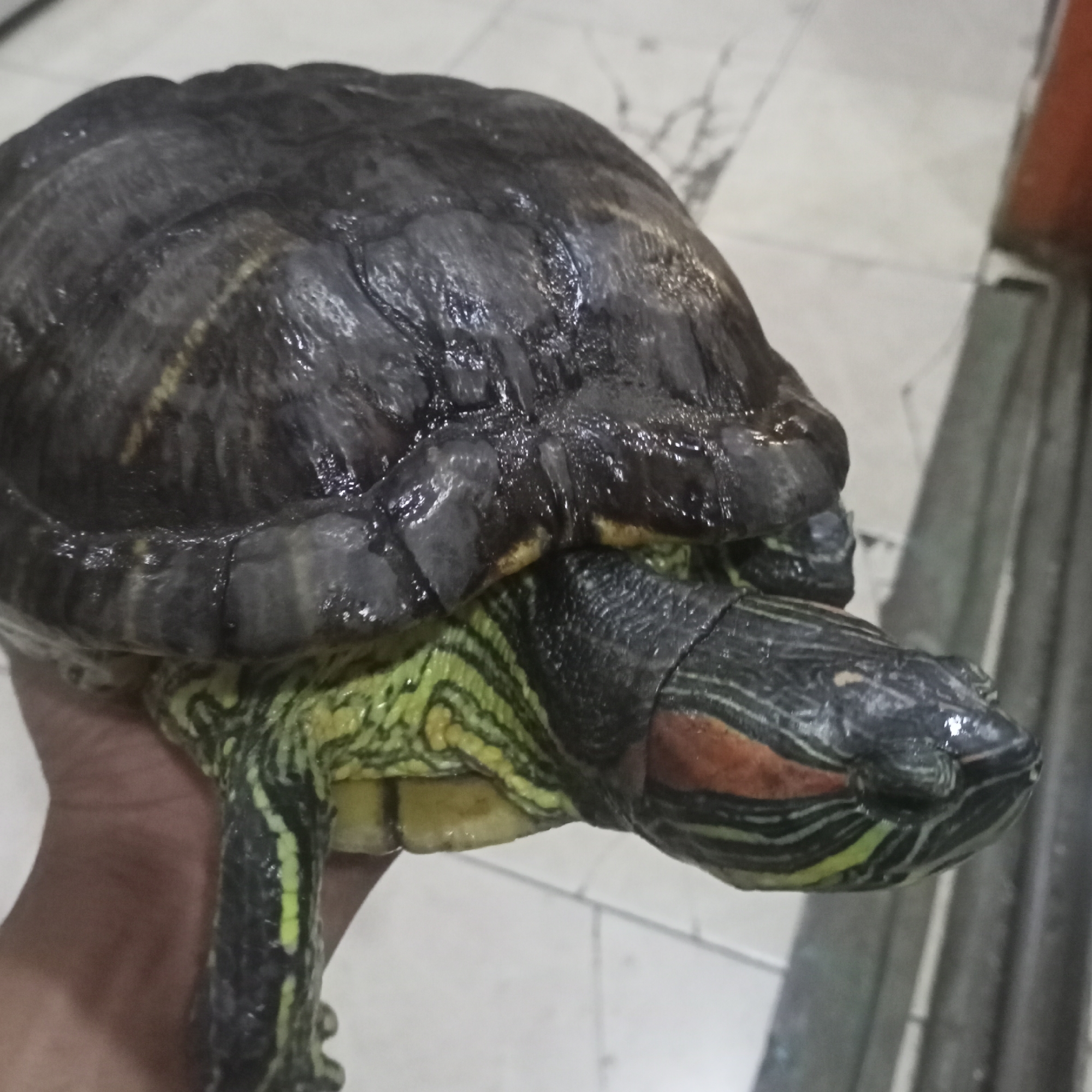 A red-eared slider turtle is held in a person's hand. The turtle has a dark, patterned shell and green and yellow striped skin on its neck and legs. The background is blurry and appears to be an indoor setting with a tiled floor and a glimpse of an orange object. The image is taken from a close-up perspective, focusing on the turtle. The location of Ketowan, Indonesia is not discernible from the image.