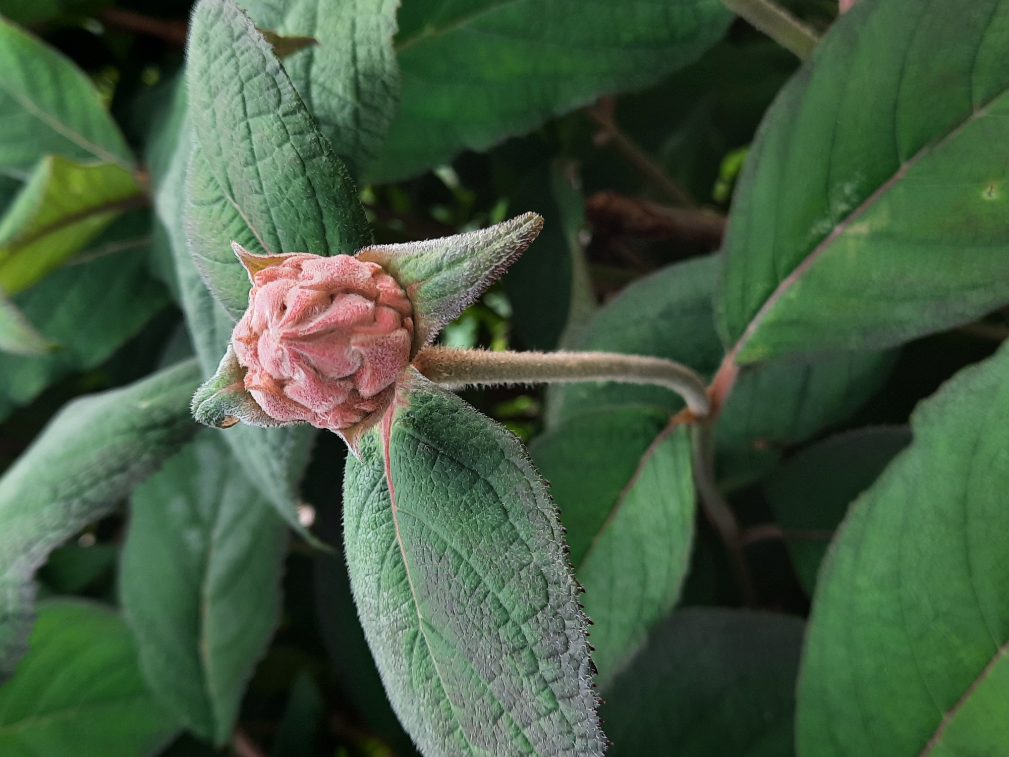 This is a close-up, eye-level, outdoor photograph of a pink flower bud beginning to open, surrounded by green leaves. The flower bud is centrally located, with a fuzzy, light pink appearance and a tightly packed, whorled structure. It is attached to a slender, fuzzy stem. Several large, textured green leaves, also with a slightly fuzzy appearance and prominent veins, fill the frame. The background consists of more out-of-focus green foliage, suggesting a garden or natural setting. The lighting is natural and diffused, creating soft shadows. There are no people, animals, or man-made objects visible in the image. The scene depicts a detail of plant life.