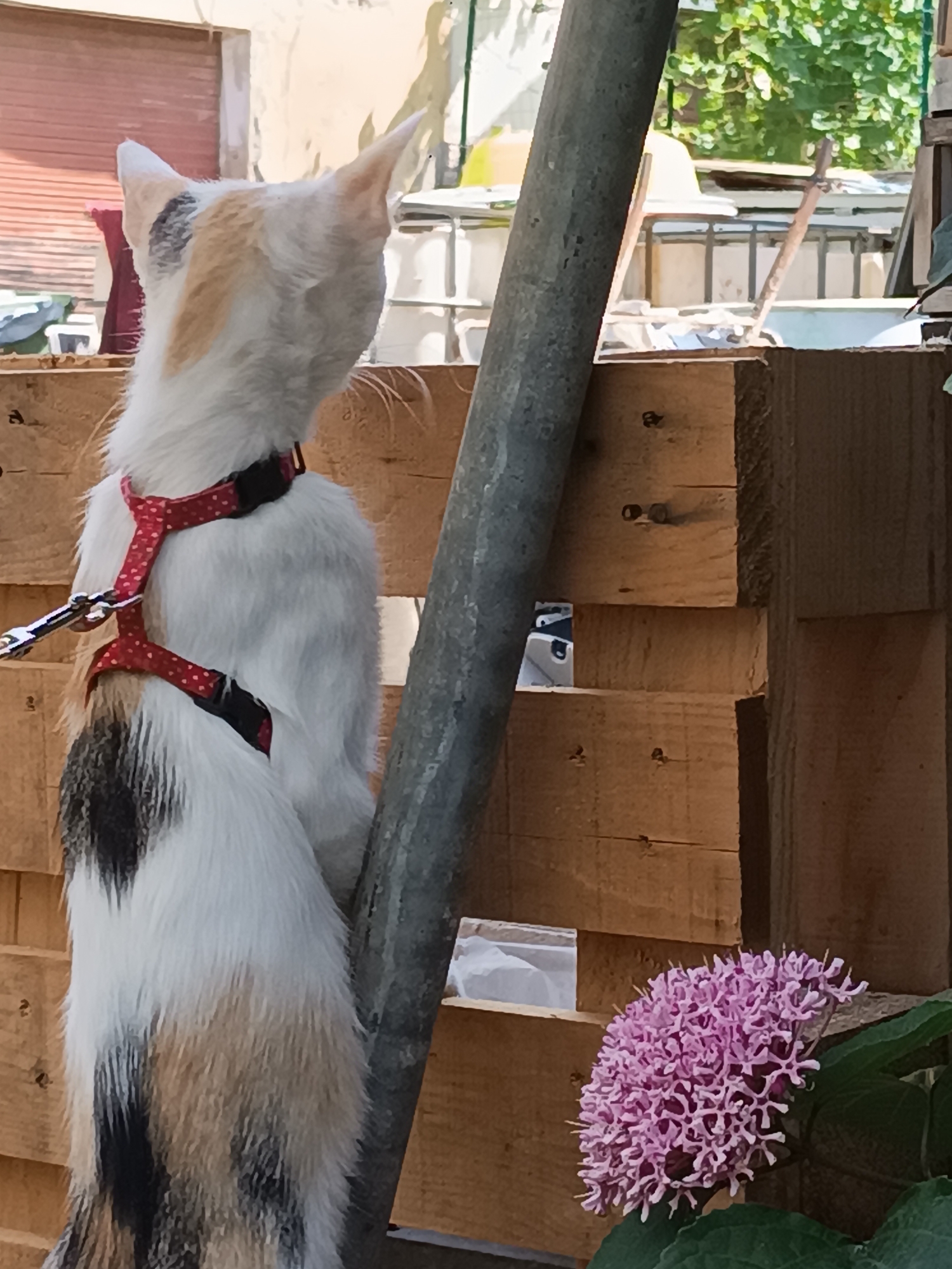 A calico cat with a red and white polka dot harness is standing on its hind legs, gripping a metal pole. The cat is looking to the right, away from the camera. Behind the cat, a wooden fence is visible, constructed from horizontal planks. In the foreground, to the right, a cluster of small, pink flowers with green leaves is in bloom. The background appears to be an outdoor setting, possibly a backyard or garden, with hints of buildings and greenery. The image is taken in Viadana, Italy.