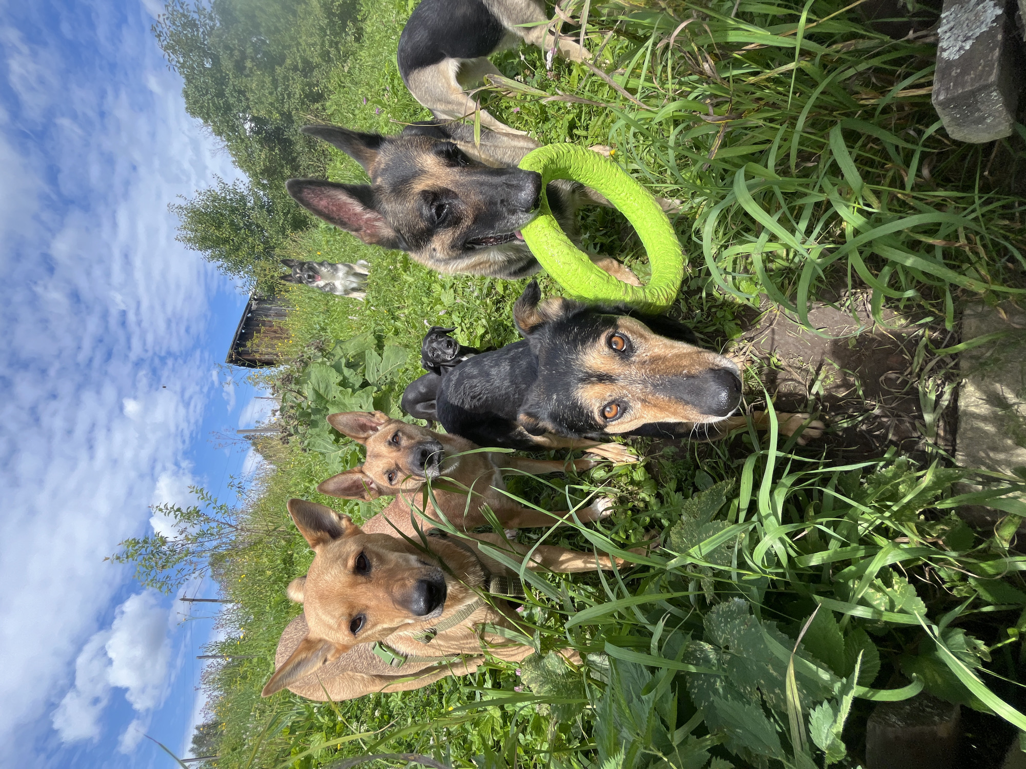 A group of dogs is gathered in a grassy outdoor area, possibly a backyard or park, on a sunny day. The dogs are of various breeds and sizes. In the foreground, a German Shepherd is holding a bright green toy ring in its mouth. To its left, a tan-colored dog with erect ears is looking directly at the camera, and another tan dog is to its right, also looking forward. Behind these dogs, a smaller black dog is visible, and further back, a German Shepherd-like dog is sitting. In the background, there are trees, a wooden structure, and a cloudy blue sky. The presence of a wooden structure and the specific breed of dogs suggest a rural or semi-rural setting. Without further information or visual cues, it is not possible to definitively place this scene in Nizhny Tagil, Russia.