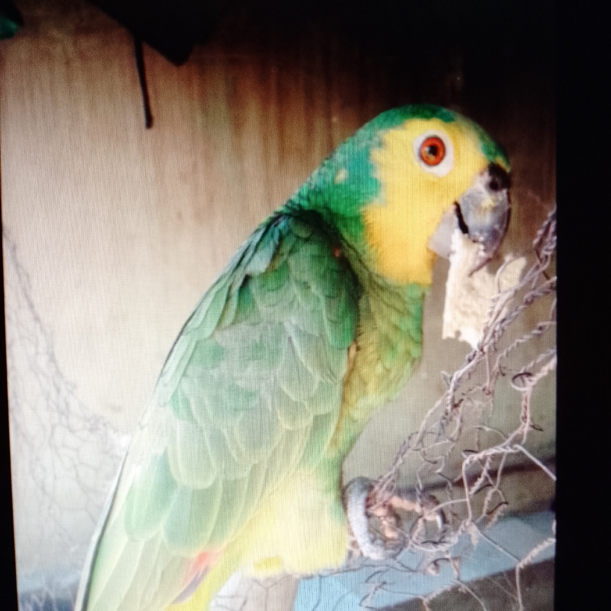 A yellow-headed Amazon parrot is perched on a wire cage. The parrot has green feathers on its body and a yellow head. It has an orange eye. The parrot is holding something white in its beak. The background is blurry and appears to be indoors. The location is unknown.