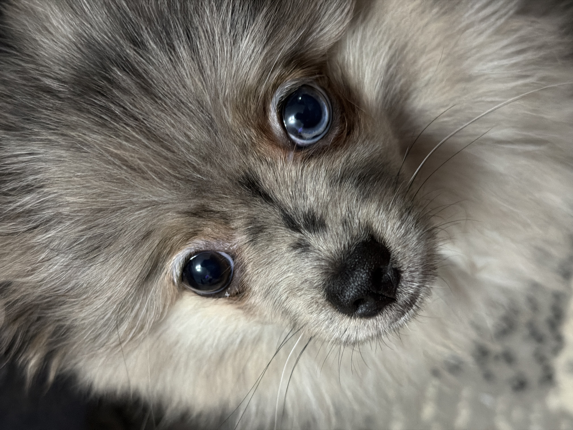 A close-up shot focuses on the face of a small, fluffy dog, likely a Pomeranian or similar breed. The dog has striking blue eyes, a small black nose, and a grey and white fur coat. The photograph appears to be taken indoors under soft, natural light. The surrounding environment is out of focus and indistinguishable. There is no indication of Chaikovsky, Russia, or any specific location.