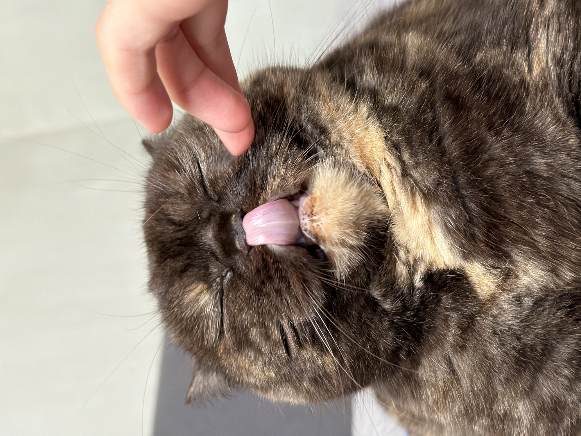 A close-up, high-angle shot depicts a tortoiseshell cat being petted by a human hand. The cat's fur is a rich mix of dark brown, tan, and lighter grey or cream colors. A fair-skinned hand, with visible fingers, is gently scratching or stroking the cat's head, specifically near its temple or cheekbone. The cat's eyes are closed, conveying a sense of enjoyment or relaxation, and its pink tongue is extended outwards, suggesting it is in the process of licking, tasting, or is simply very relaxed. Prominent whiskers frame its snout. The background is a plain, light-colored surface, possibly a floor or furniture, illuminated by bright natural light, indicating it is daytime. The interaction portrays a moment of affectionate bonding between the pet and its owner. No text is visible in the image.
