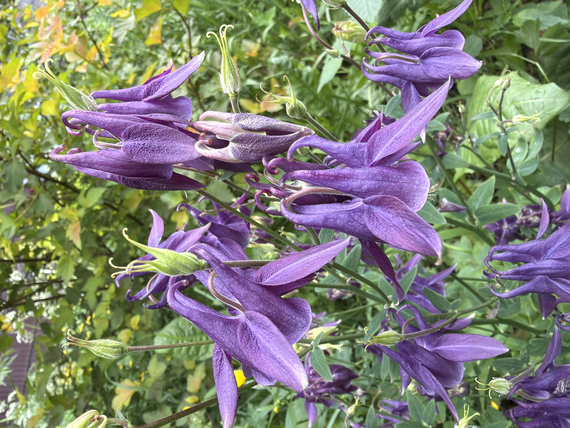 This media file is a close-up, eye-level shot of several purple Columbine flowers in bloom. The flowers are characterized by their unique spurred petals and delicate, bell-shaped blossoms. The background is a blur of green foliage, suggesting a garden or natural outdoor setting. The lighting appears to be natural daylight, possibly overcast given the soft illumination and lack of harsh shadows, although some bright yellow highlights on the foliage indicate areas of more direct sunlight. The overall mood is serene and natural. No people, text, or specific event are depicted. The location context provided is Steklyannyi, Russia.