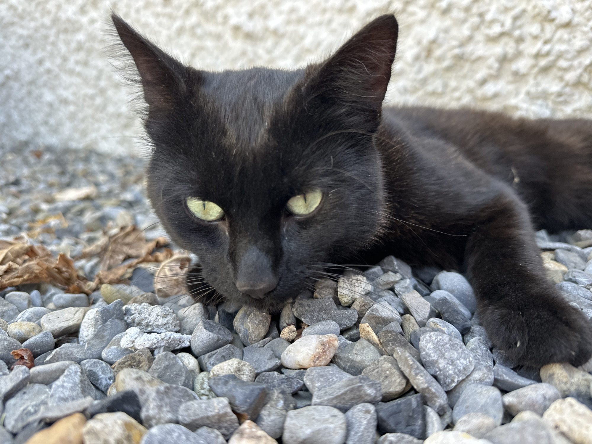 A black cat with green eyes lies on a bed of grey and white pebbles. The cat's face is close to the ground, with its nose touching some of the pebbles. Dried brown leaves are scattered among the pebbles near the cat's head. In the background, a textured, off-white wall is visible. The image was taken outdoors, possibly in a garden or courtyard. The specific location in Moortown, Ireland, cannot be determined from the visual information provided.
