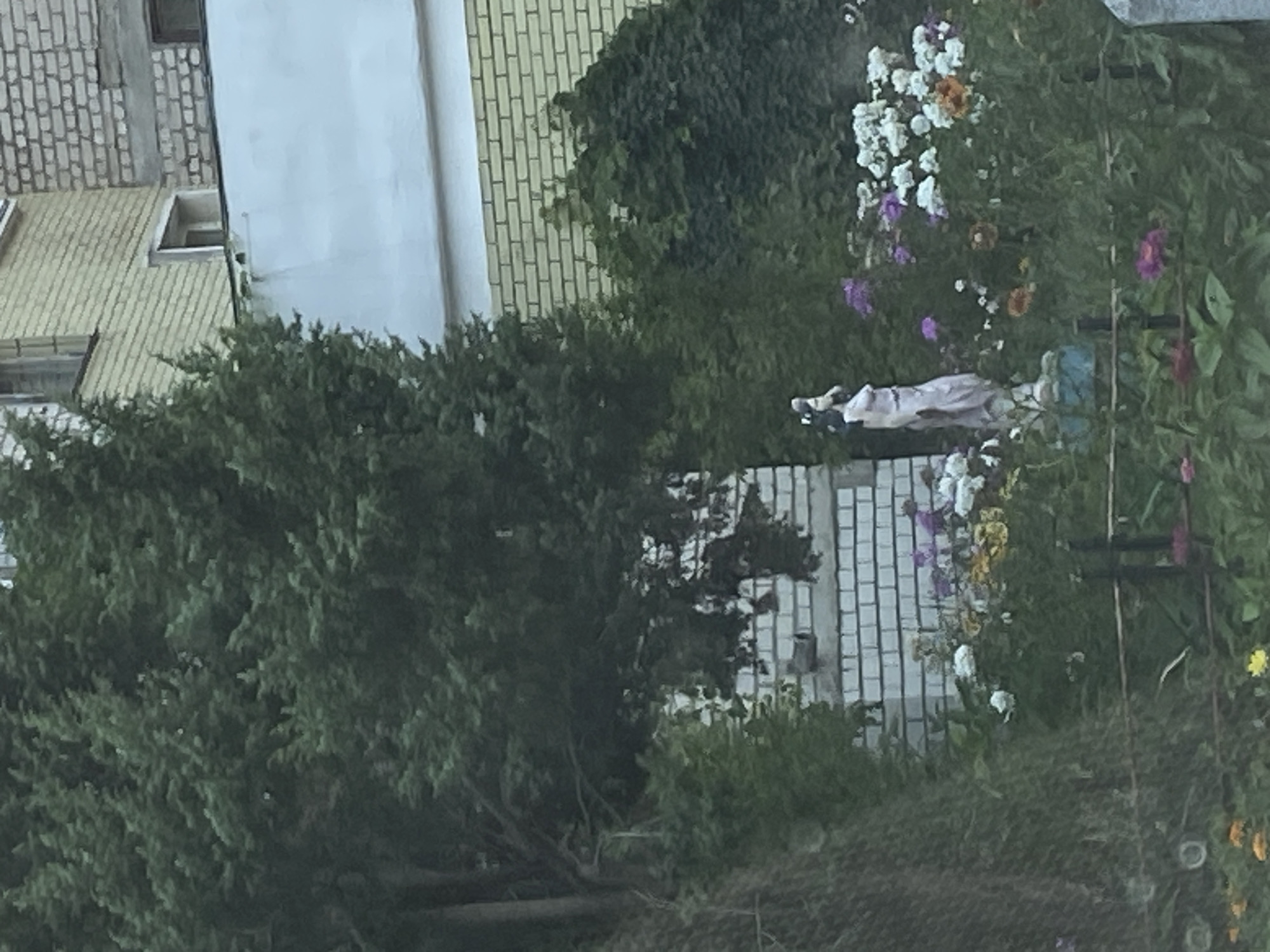 The image depicts a statue of a woman in a garden, situated in the city of Brest, Belarus. The statue, made of a light-colored material, stands amidst a variety of flowers, including white, purple, and orange blooms. Behind the garden, a building with a light yellow brick facade is visible, along with a section of a white wall and a grey brick wall. The overall scene suggests a residential or public garden area within the city.