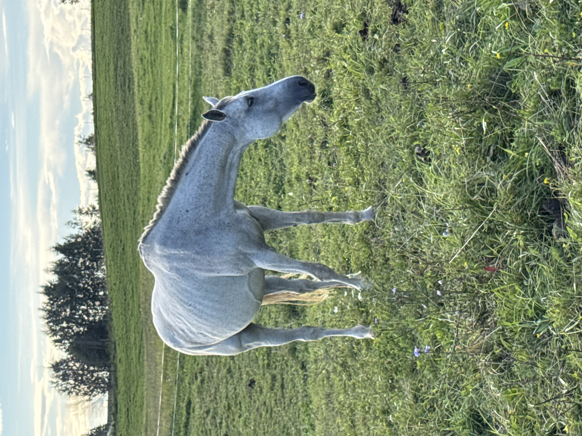 A white horse stands in a grassy field, with a blurred background of trees and sky. The horse is facing to the right, with its head lowered as if grazing. The field is covered in green grass with some patches of brown earth and small white and purple flowers scattered throughout. In the background, a line of trees forms a dark silhouette against a bright sky with scattered clouds. The scene appears to be a rural landscape, possibly on a farm or ranch.