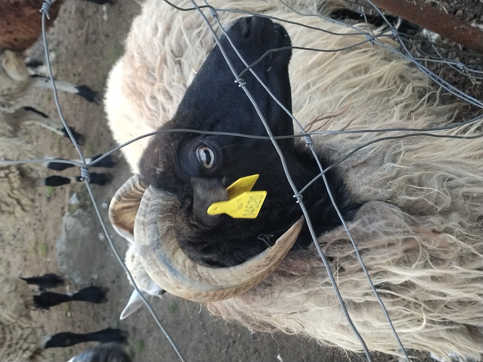 A close-up, eye-level shot shows the head and shoulder of a black-faced sheep with light brown, curly wool, seen from the right side, facing left. The sheep has a large, curved horn made of bone and dark brown material, and a yellow tag with the number "14620" is attached to its left ear. The sheep is behind a wire fence, with other sheep and their legs visible in the blurred background. The ground appears to be dirt and loose gravel. The scene is outdoors, and the lighting suggests it could be late afternoon or early morning. The location is Dobev, Czechia.