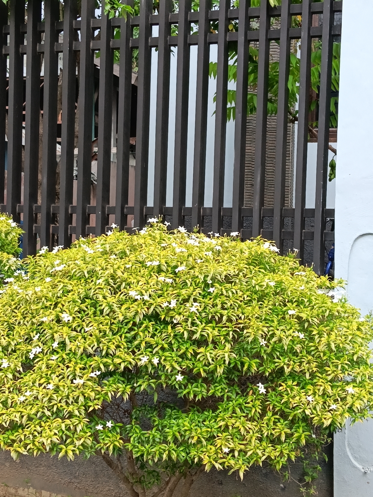 The image shows a flowering shrub in Lhokseumawe, Indonesia. The shrub has yellow and green variegated leaves and small white flowers. It is located in front of a dark brown, vertical slat fence and a white wall. The shrub appears to be in a garden or near a building. The weather seems overcast or cloudy. The ground is visible and made of concrete.