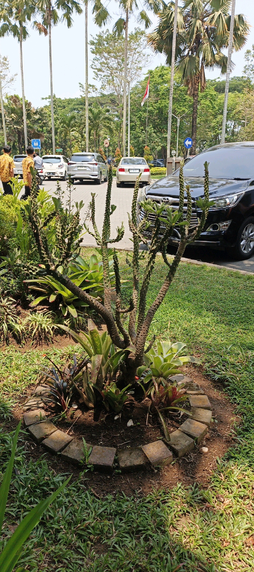 In Ambarketawang, Indonesia, an outdoor scene captures a planted garden area with a peculiar spiky plant in the foreground. Behind the garden, a paved road is visible, with several cars parked or driving. Two men in patterned shirts are walking away from the camera on the left side of the road. Palm trees and other foliage line the background, creating a tropical atmosphere. The Indonesian flag is seen flying on a pole in the distance.
