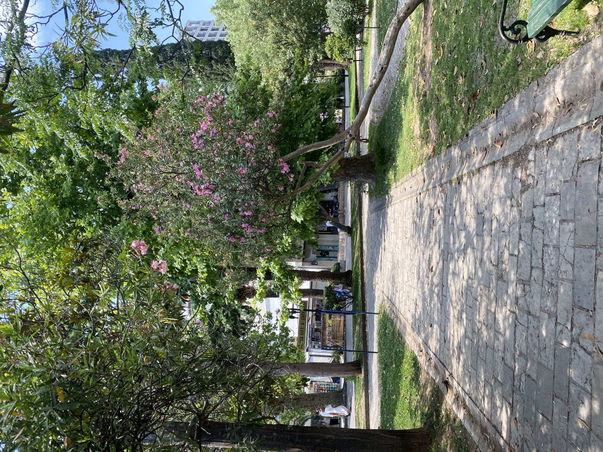 The image depicts a stone-paved pedestrian walkway in Budva, Montenegro, lined with trees and greenery. A flowering tree with pink blossoms is prominent on the left. Shops and people are visible in the background, behind the trees. A bench is partially visible in the upper right corner. The scene is well-lit, suggesting a sunny day.