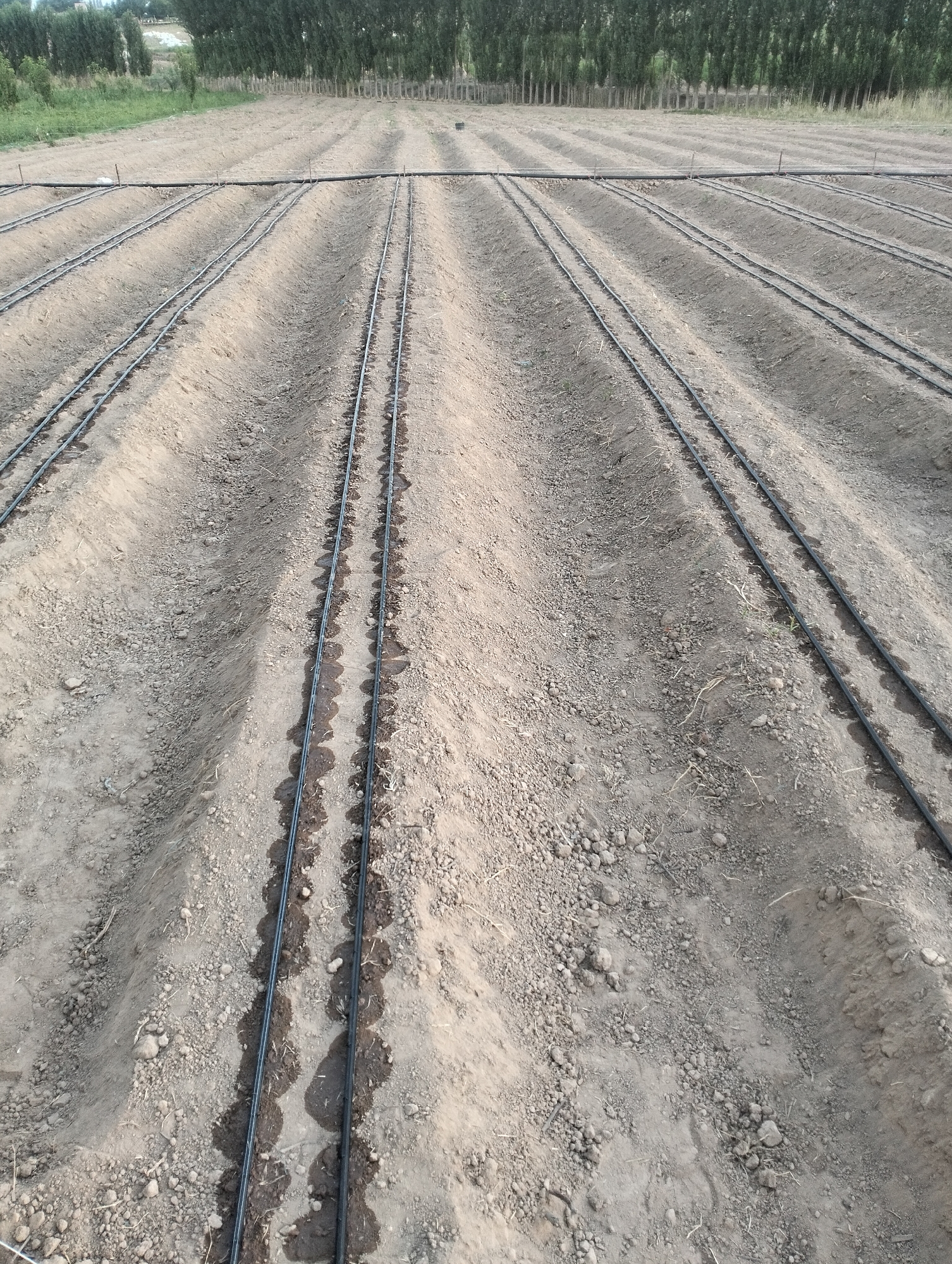 The image depicts an agricultural field with rows of irrigation pipes laid out on tilled soil. The field appears to be in the process of being prepared for or is currently undergoing irrigation, as some pipes are shown with water trickling out and forming puddles along the furrows. The soil is dry and appears to be a light brown or gray color, with some small stones and debris scattered across its surface. In the background, a line of tall, slender trees is visible, bordering the field and suggesting a rural or semi-rural setting. The overall impression is of a functional agricultural landscape, likely in the city of Aktam (Tashminvody), Uzbekistan, given the provided context. There are no people or animals visible in the image, and the focus is entirely on the agricultural infrastructure and the state of the land.