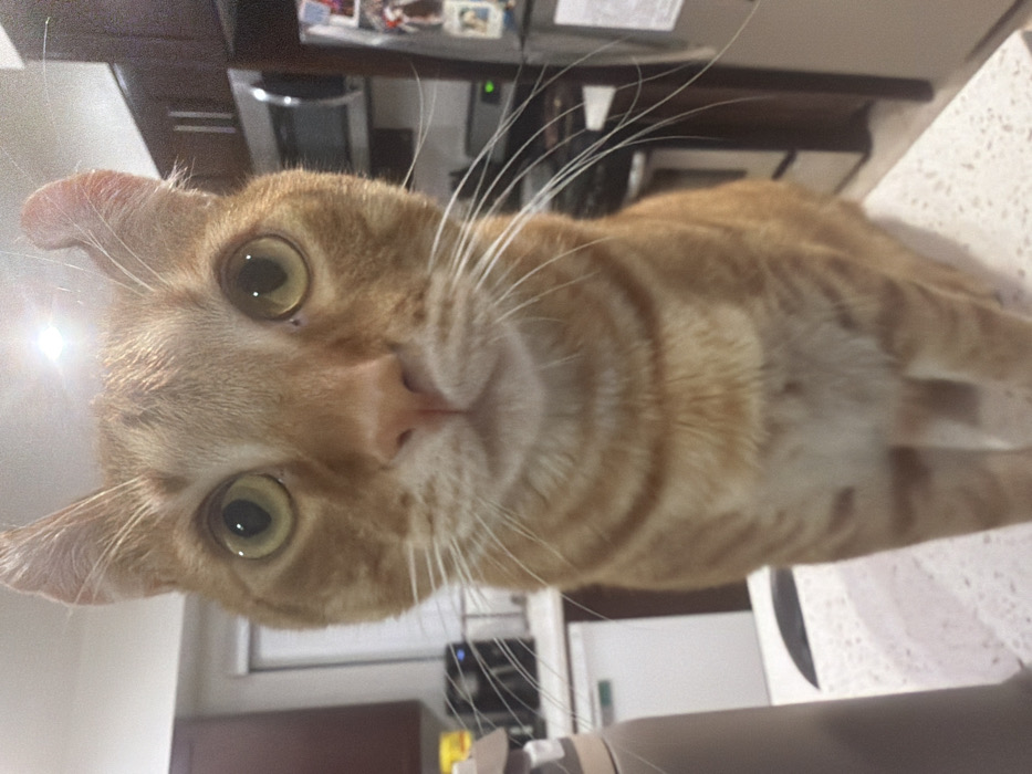 An orange tabby cat gazes directly at the camera, its face close to the lens. The cat has large, round, yellow-green eyes and a pink nose. Its whiskers are long and white. The background includes a kitchen counter, cabinets, and appliances. The cat appears curious and engaged with the viewer. The image is slightly tilted.