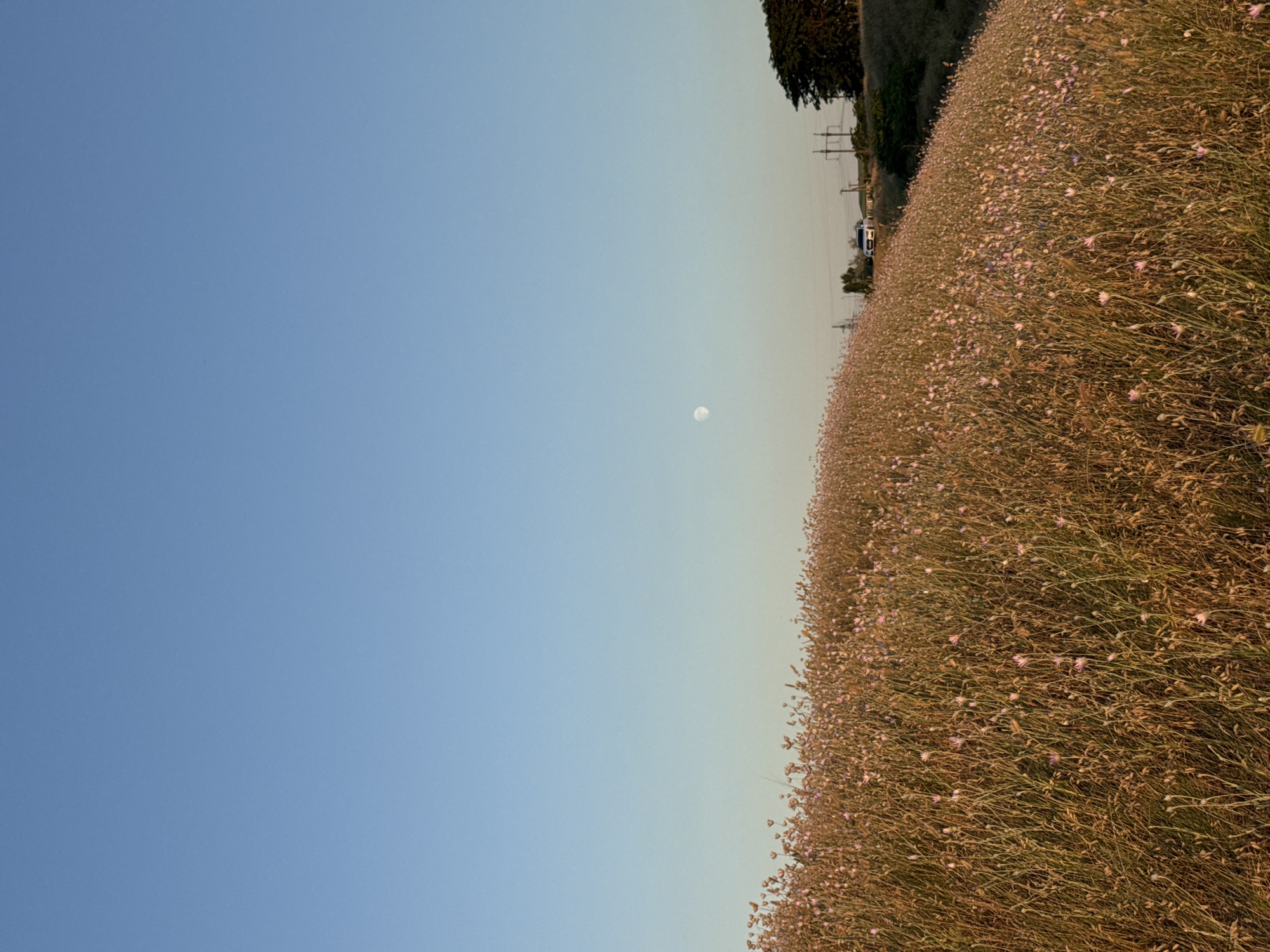 This is a landscape photograph taken in Mizhlymanske, Ukraine, featuring a gently sloping field of dry grass and small pink wildflowers under a clear blue sky. The moon is visible as a small, pale disk in the upper portion of the sky. In the middle ground, power lines and a white vehicle are situated near a treeline on the right side of the frame. The lighting suggests it is either early morning or late afternoon, casting a warm glow on the vegetation.