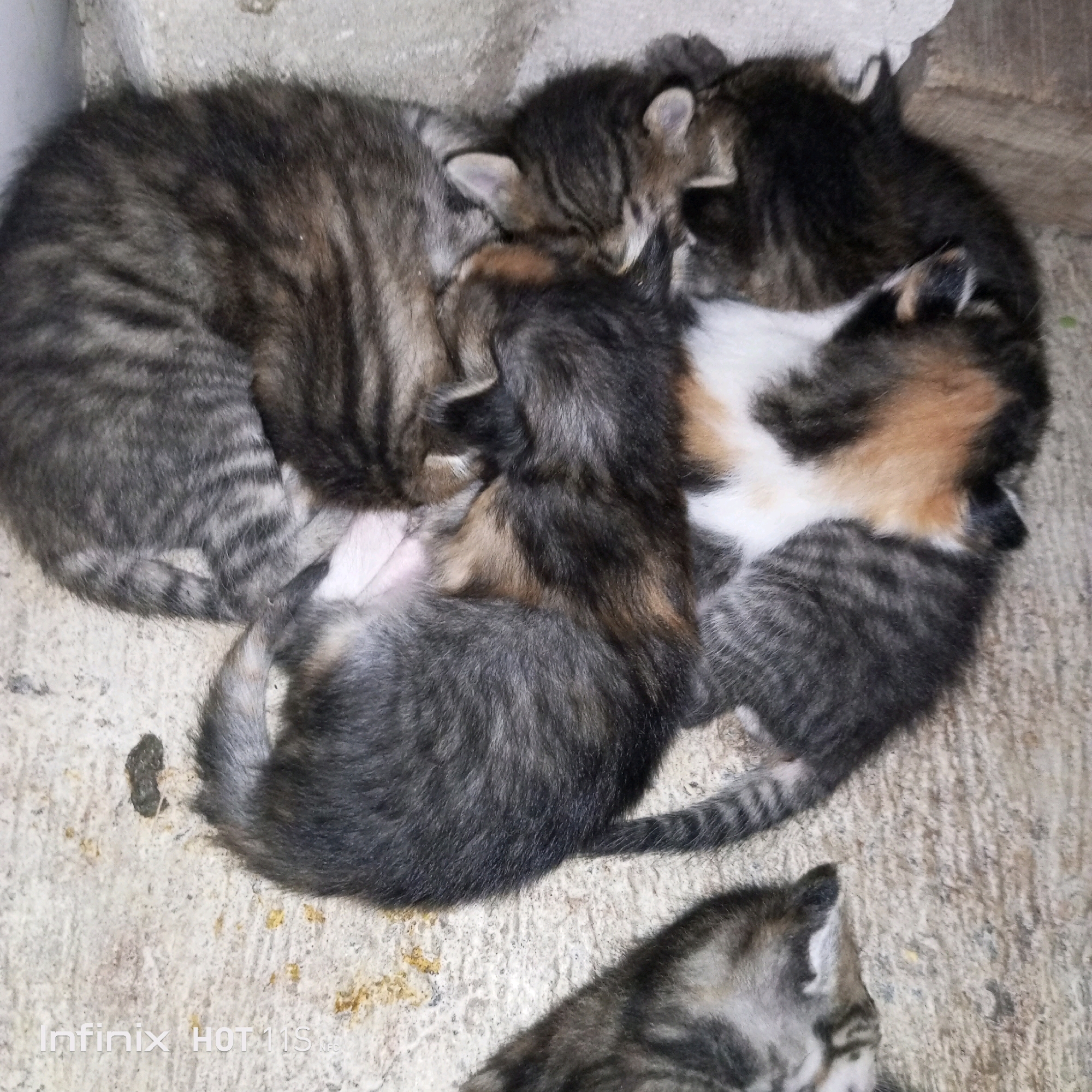The image shows a litter of five kittens sleeping together on a rough, concrete surface. The kittens are various shades of gray, brown, and black tabby markings, with one kitten having patches of white and orange. They are curled up in a pile, with their bodies intertwined. The concrete surface appears to be outdoors, possibly in a courtyard or alleyway, given the rough texture and the presence of some dirt and debris. The overall impression is one of warmth and comfort, despite the unideal environment. There is no indication of human presence or activity in the immediate vicinity. The image is likely a candid shot, capturing a private moment of the kittens' lives.