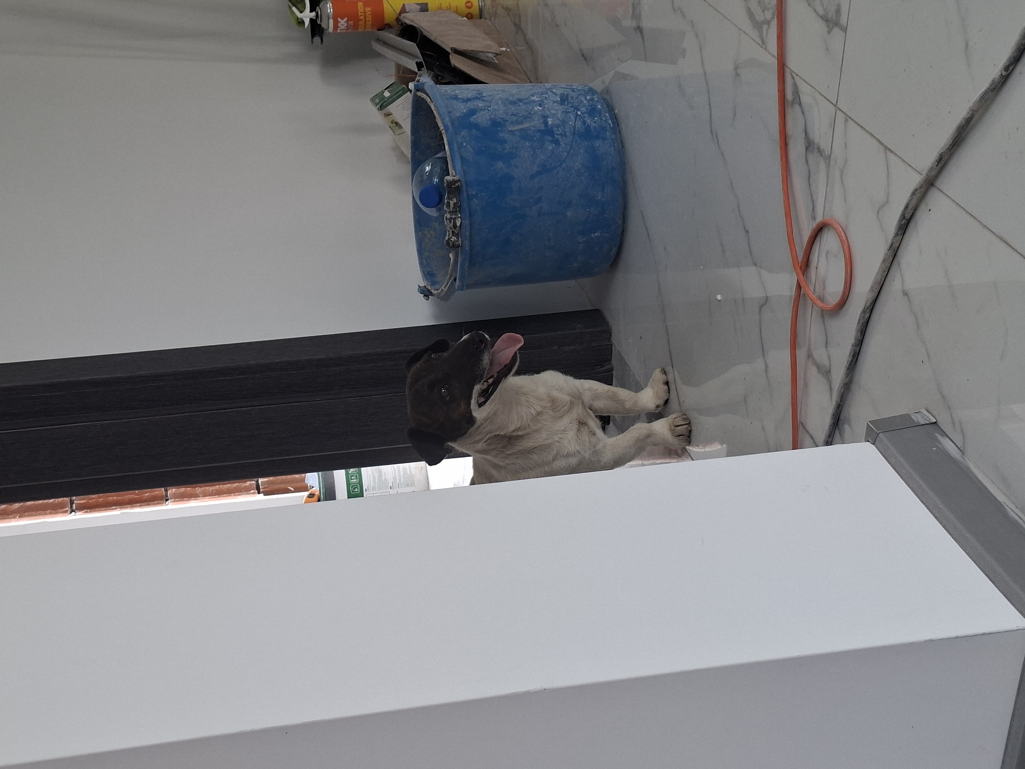 A dog is peeking around a corner of a white wall into a room. The dog is medium-sized with white fur and dark brown markings on its head and ears. Its tongue is hanging out and it appears to be looking to its right. The room is under construction, with exposed bricks visible through a doorway to the left of the dog. In the background, there is a blue bucket and construction materials. The floor is tiled with a marble-like pattern. The scene appears to be located in Dolna Malina, Bulgaria.