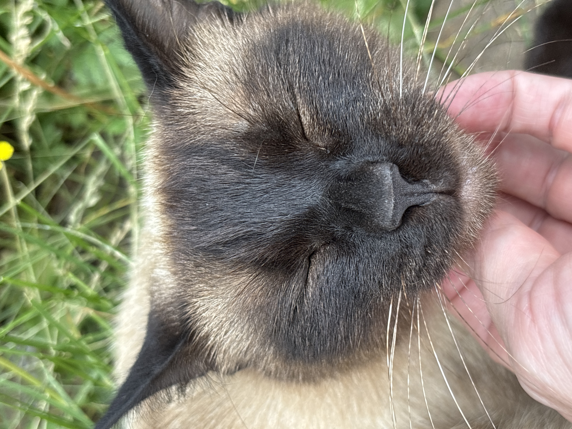 A close-up shot focuses on the face of a Siamese cat with its eyes closed, suggesting it is relaxed or sleeping. A human hand is gently petting the cat's chin, with some whiskers of the cat touching the hand. The cat's fur is light brown with dark brown points on its ears and face. The background consists of green grass with a few yellow flowers visible, indicating an outdoor setting. The image does not provide any information about the city of Osa, Russia.
