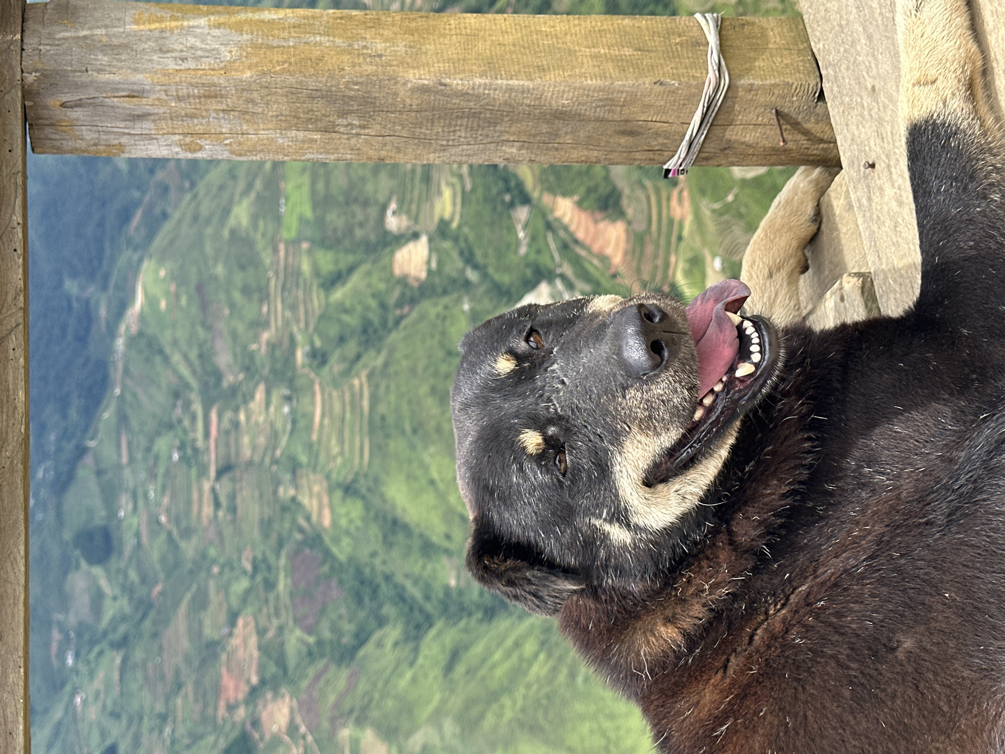 A medium-sized, dark-furred dog with tan markings around its face lies on a wooden platform, its mouth open and tongue extended, panting. Its eyes are looking towards the viewer. Behind the dog, a steep, terraced mountainside with green vegetation is visible. A wooden post stands to the right of the dog, with a thin, striped cord wrapped around it. The scene appears to be set in Ta Xua, Vietnam, known for its dramatic mountain landscapes and terraced rice fields. The lighting suggests it is daytime.