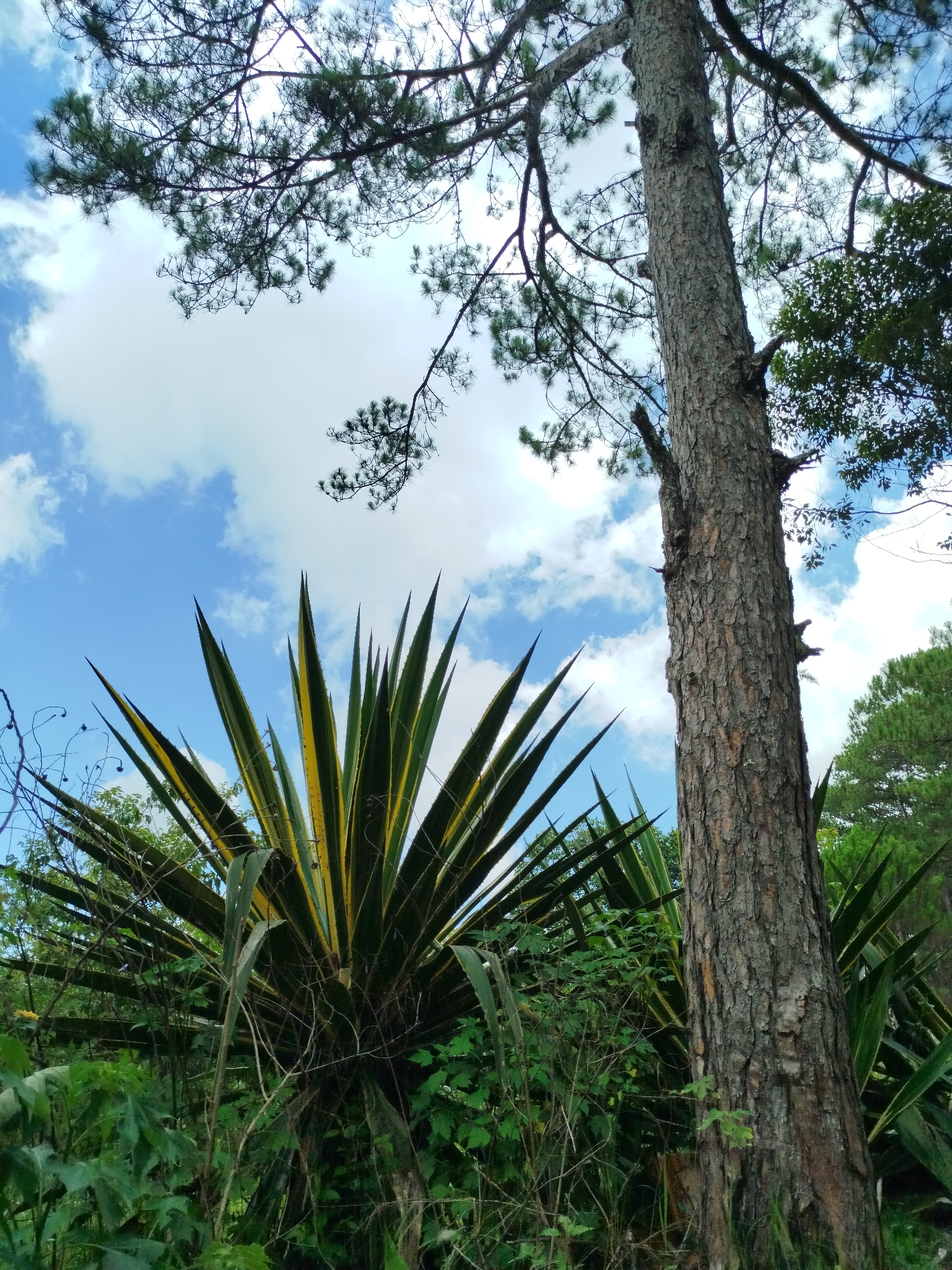 The image shows a natural scene, possibly located in the city of Cam Ly, Đà Lạt, Vietnam. The foreground is dominated by a large, spiky agave plant with green and yellow striped leaves. Behind it and to the right stands a tall, textured tree trunk, likely a pine tree, reaching towards a partly cloudy blue sky. Above the tree and agave are branches and foliage from other trees, filling the upper portion of the frame. The overall impression is one of a dense, vegetated landscape with a mix of plant types and sunlight filtering through the branches. There are no people visible in the shot. The interaction is purely between nature and light. The environment consists of forest undergrowth.