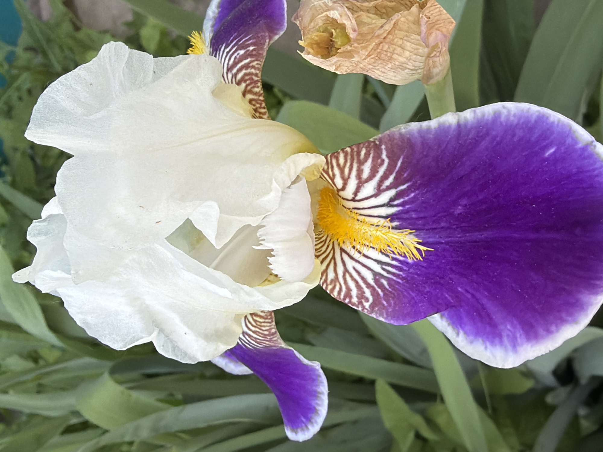 A close-up, vertical, eye-level shot shows a vibrant iris flower with white upper petals and deep purple lower petals that are edged in white. The purple petals are marked with thin, dark stripes radiating from the center. A bright yellow stamen is visible at the center of the bloom. To the right of the main flower, a dried, brown iris bud is visible. The background is filled with blurred green foliage and a hint of a turquoise surface, suggesting an outdoor garden setting. There are no people present in the image. The location is Unknown, Unknown.