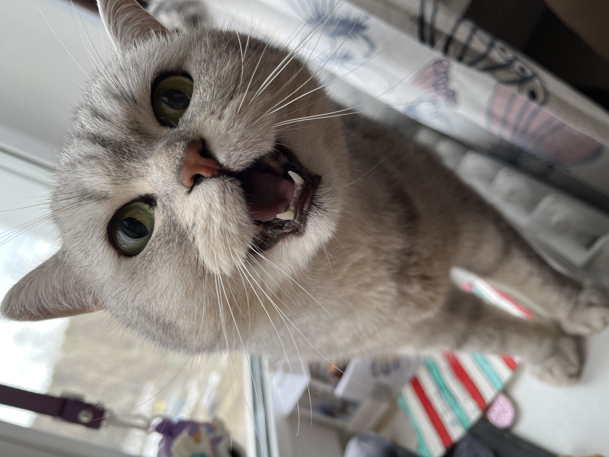 A close-up, low-angle shot features a silver tabby cat with green eyes, its mouth open wide, revealing teeth. The cat is positioned near a window, with a purple collar and patterned curtains visible in the background. Other indistinct objects are also seen on the windowsill. The exact location in Chaikovsky, Russia, is impossible to determine from the image.