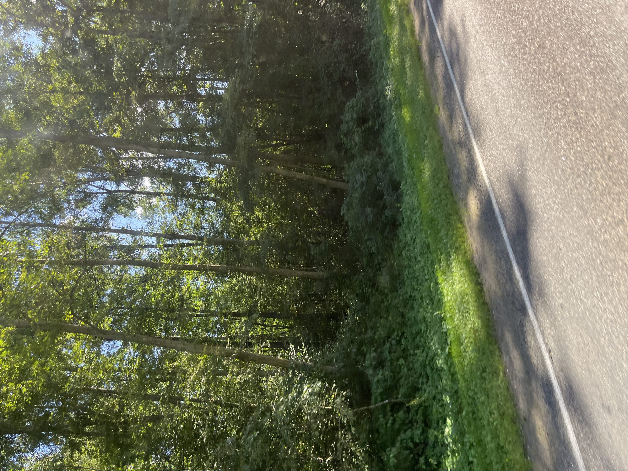 The image shows a roadside view of a forest with tall trees and dense green foliage on a sunny day. The trees are primarily deciduous, with light green leaves, and are densely packed, forming a thick canopy. Sunlight filters through the leaves, creating dappled light patterns on the forest floor and a grassy verge. In the foreground, a paved road with a white line marking the lane runs diagonally across the frame, from the bottom left to the bottom right. The road surface is grey asphalt. Shadows from the trees are cast across the road. The scene appears to be a rural or semi-rural setting. The location is identified as Мядзельскі сельскі Савет, Belarus. There are no people or animals visible in the image. The overall impression is one of a natural landscape alongside a road.