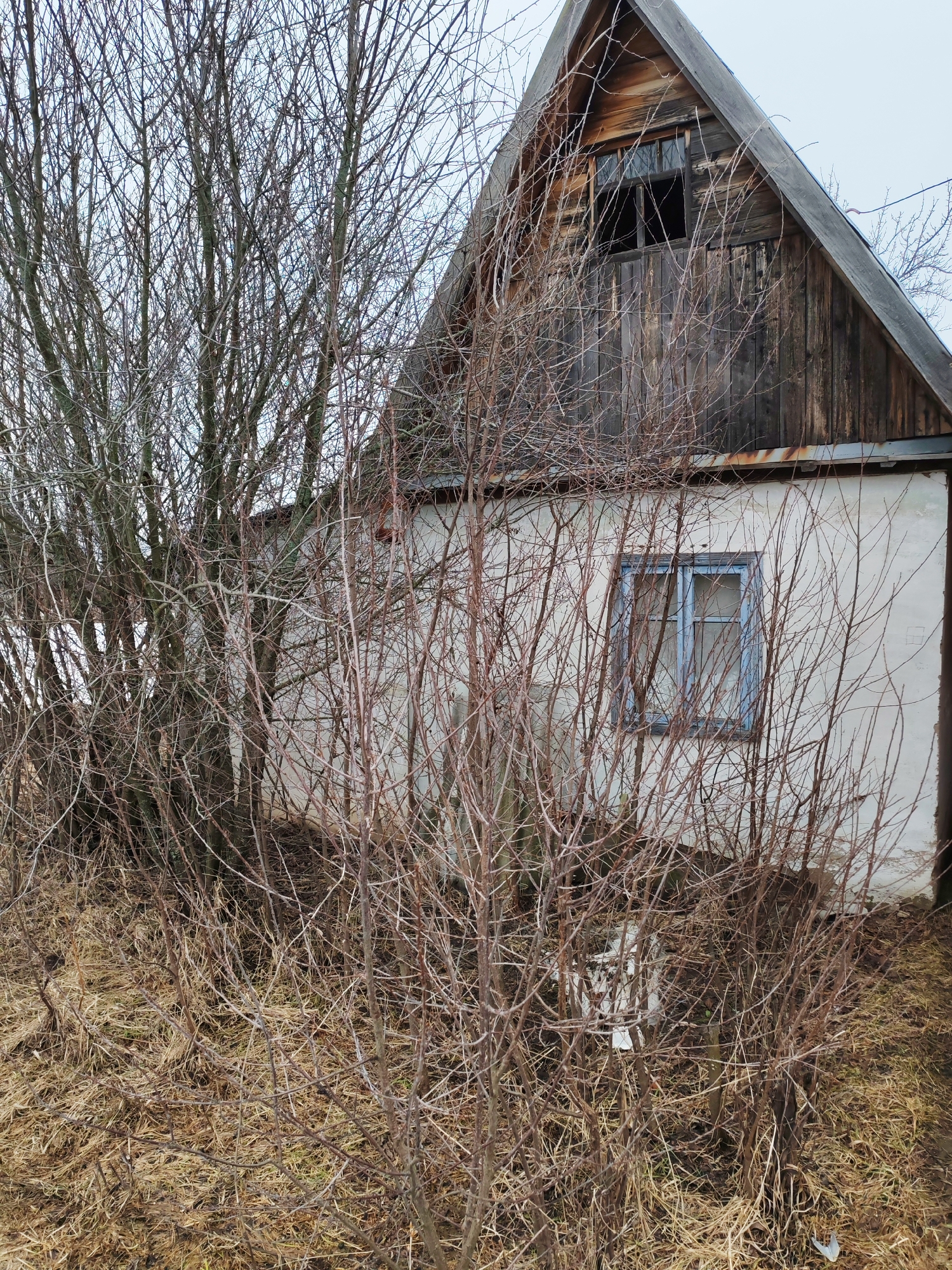 The image depicts an abandoned, dilapidated house largely obscured by bare trees and dry vegetation. The house appears to be a single-story structure with a prominent, weathered wooden gable roof. A window with a blue frame is visible on the front facade. The house is located in the city of Chaikovsky, Russia. The environment surrounding the house suggests neglect and abandonment.