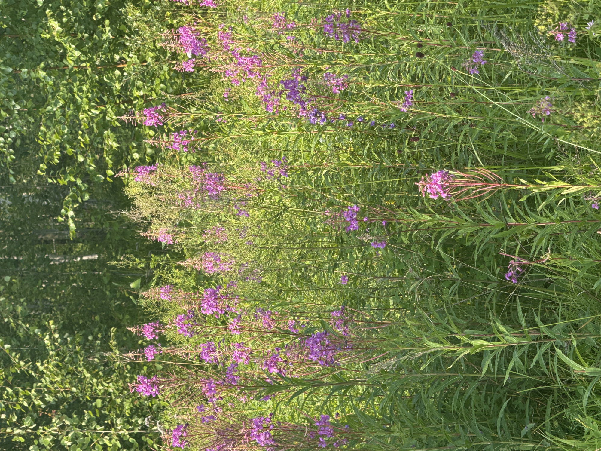 This image shows a dense field of fireweed flowers, also known as rosebay willowherb, with their characteristic tall spikes of vibrant pinkish-purple blossoms. The flowers are in full bloom, creating a vivid contrast against the lush green foliage of other plants and the slightly blurred green trees in the background. The lighting suggests it is daytime, likely late afternoon or early morning due to the soft, warm light filtering through the leaves and illuminating the flowers. The scene is natural and appears to be in an open area bordering a wooded section. The specific location within the city of Bratsk, Russia, cannot be determined from the image alone, as the flora is common to temperate regions and the background offers no distinct landmarks. There are no people or animals visible in the image.