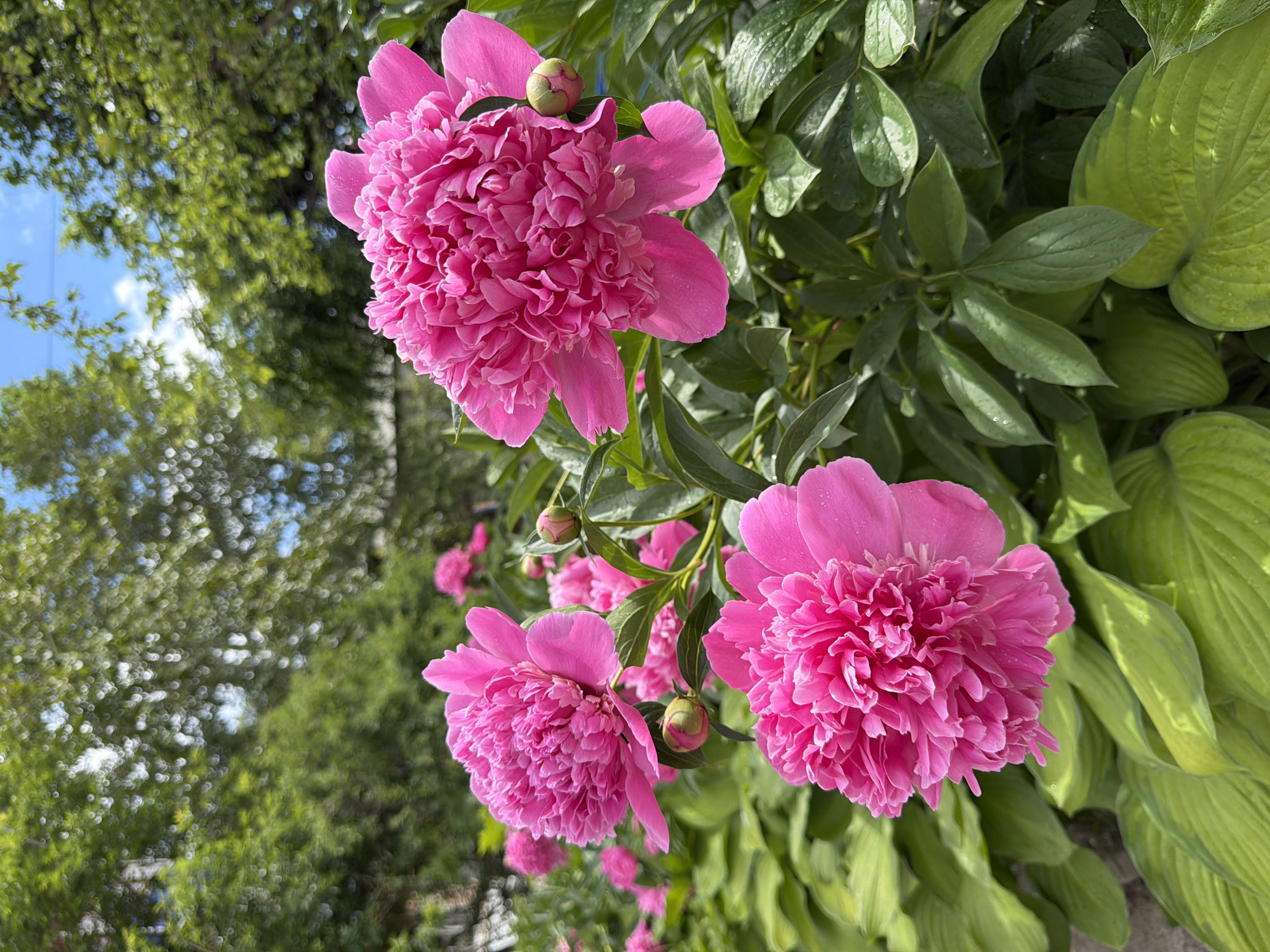 A vertical, medium shot captures a cluster of vibrant pink peonies in bloom, set against a backdrop of lush green foliage and a partially visible blue sky with white clouds. The peonies, with their densely packed, ruffled petals, are the focal point of the image. One prominent peony is in the foreground, slightly to the left, its petals reaching towards the viewer. To its right and slightly behind, another large peony is visible, its bloom open wide. A third, smaller peony is positioned further back and to the left. Several closed buds, also pink, are scattered amongst the flowers and leaves. The leaves are a rich green, some appearing glossy and wet, suggesting recent rain. The background is filled with more green leaves and the dappled light of trees overhead, creating a soft, somewhat blurred effect. The overall impression is one of a vibrant, natural garden setting, possibly in a residential area or park. The scene does not contain any people or evidence of human activity beyond the cultivation of the flowers. The metadata indicates the image was taken in Chaikovsky, Russia, suggesting this is a glimpse of a garden in that location.